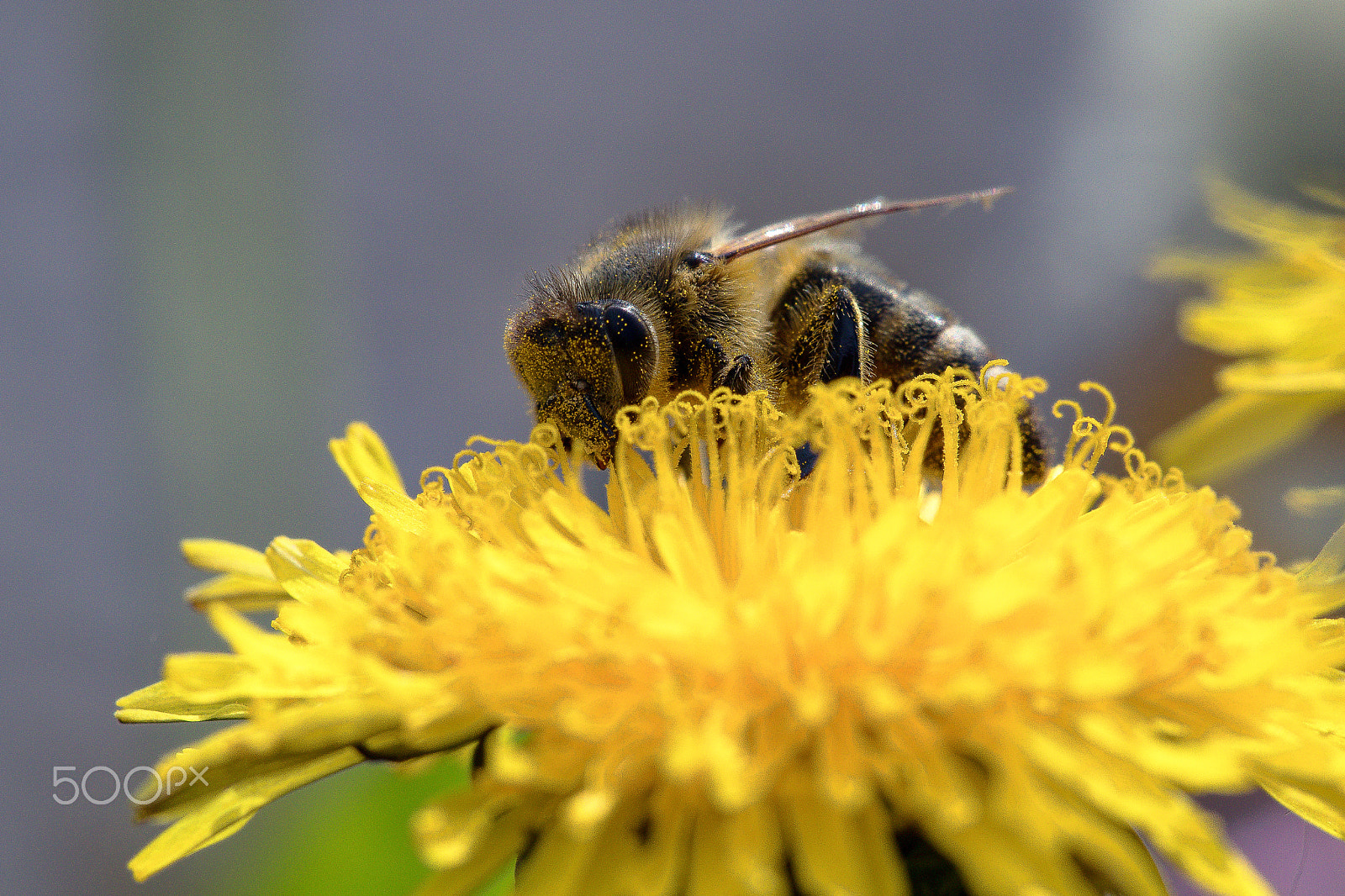 Sigma APO Macro 150mm f/2.8 EX DG HSM sample photo. Biene auf löwenzahn photography