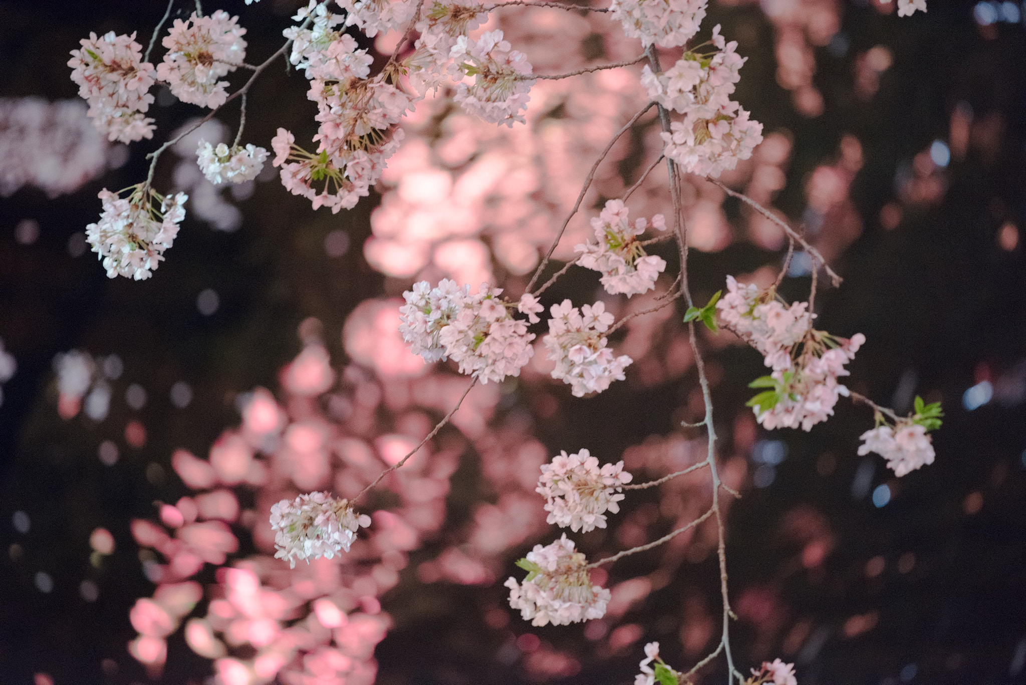 Nikon D810 sample photo. Sakura photography