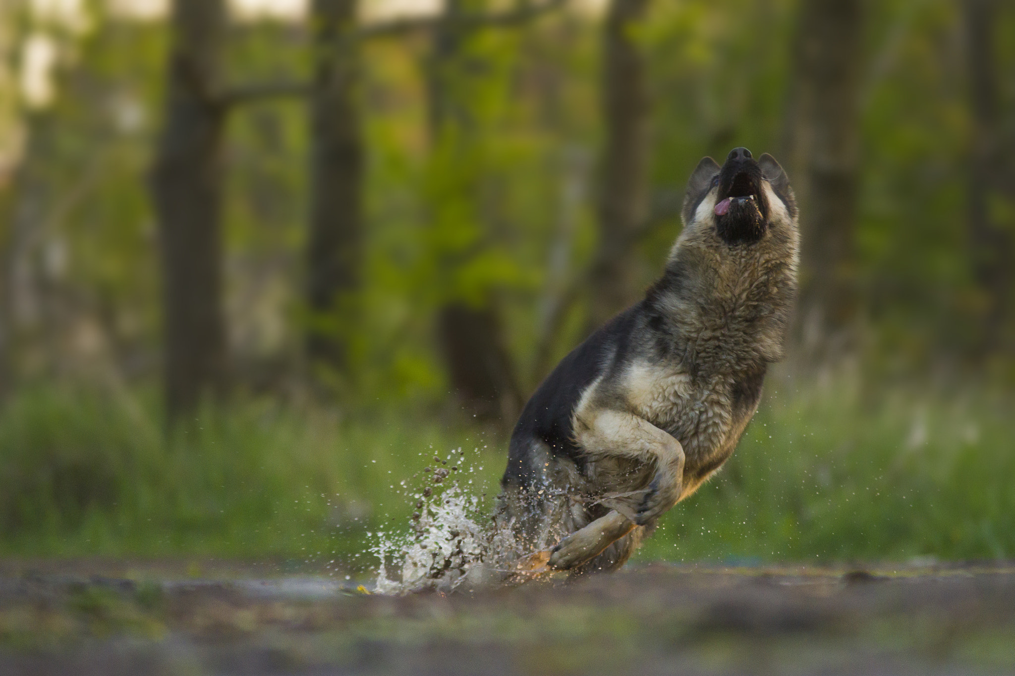 Canon EOS 7D + Sigma 70-200mm F2.8 EX DG OS HSM sample photo. German sheperd in action photography