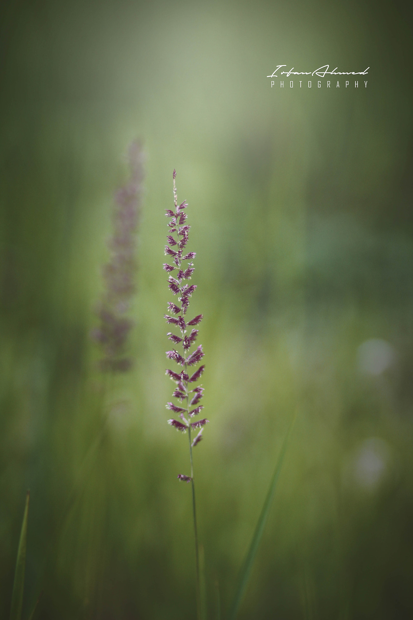 Canon EOS 60D + Canon EF 85mm F1.8 USM sample photo. Grass photography