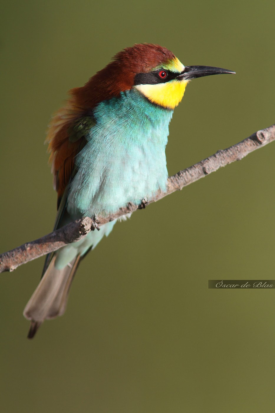 Canon EOS 7D + Canon EF 400mm f/2.8L + 1.4x sample photo. European bee-eater photography