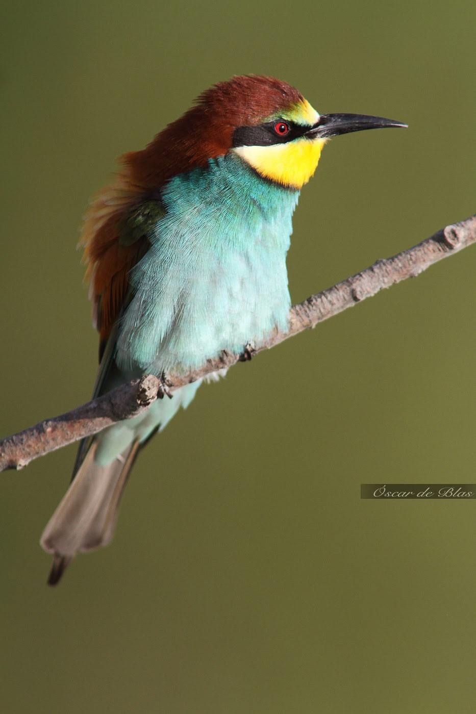 Canon EOS 7D sample photo. European bee-eater photography