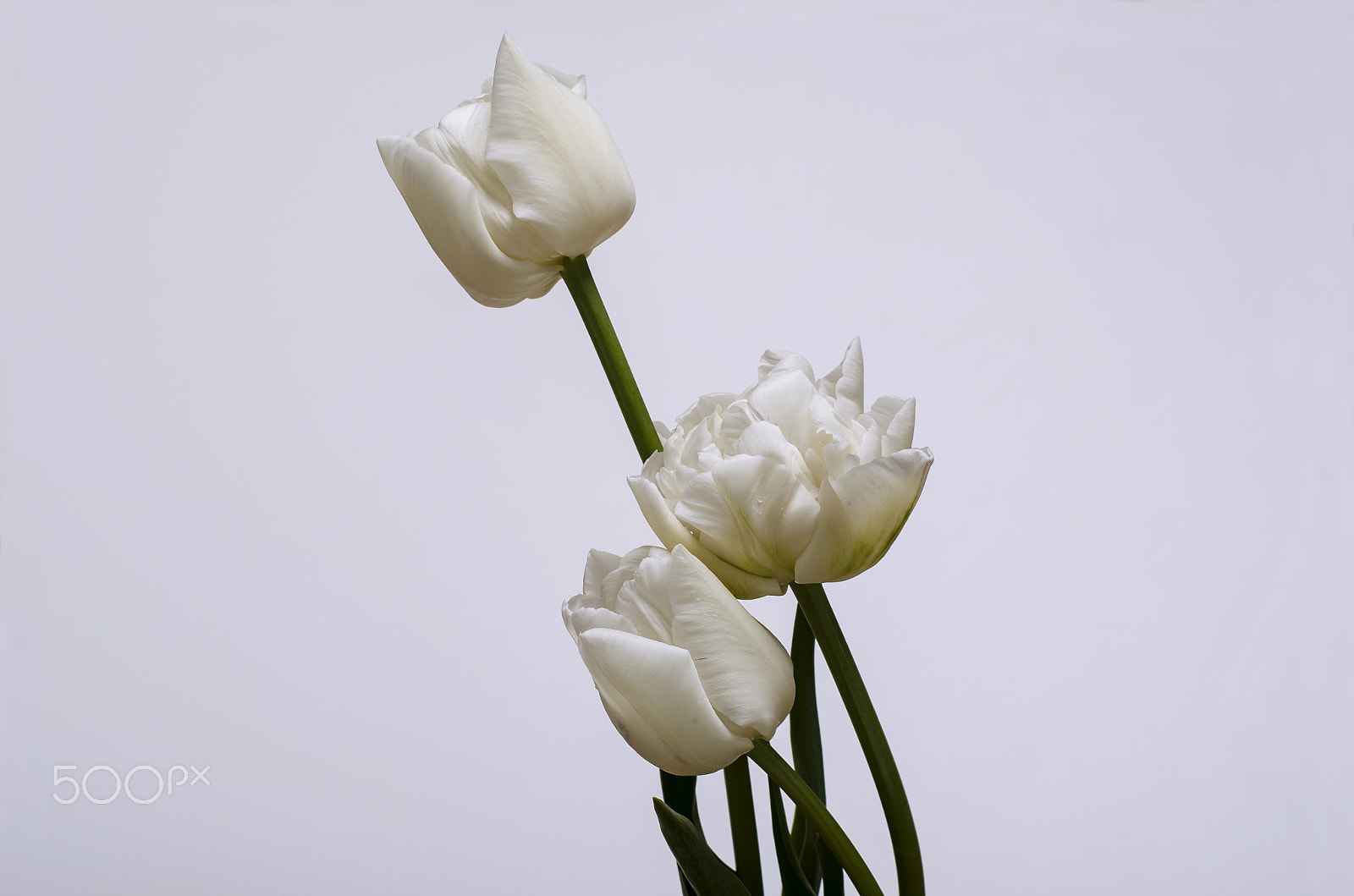 Nikon D5100 sample photo. White tulips photography