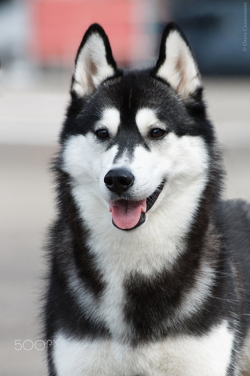 Canon EOS 1100D (EOS Rebel T3 / EOS Kiss X50) + Sigma 70-300mm F4-5.6 APO DG Macro sample photo. Siberian husky freya photography