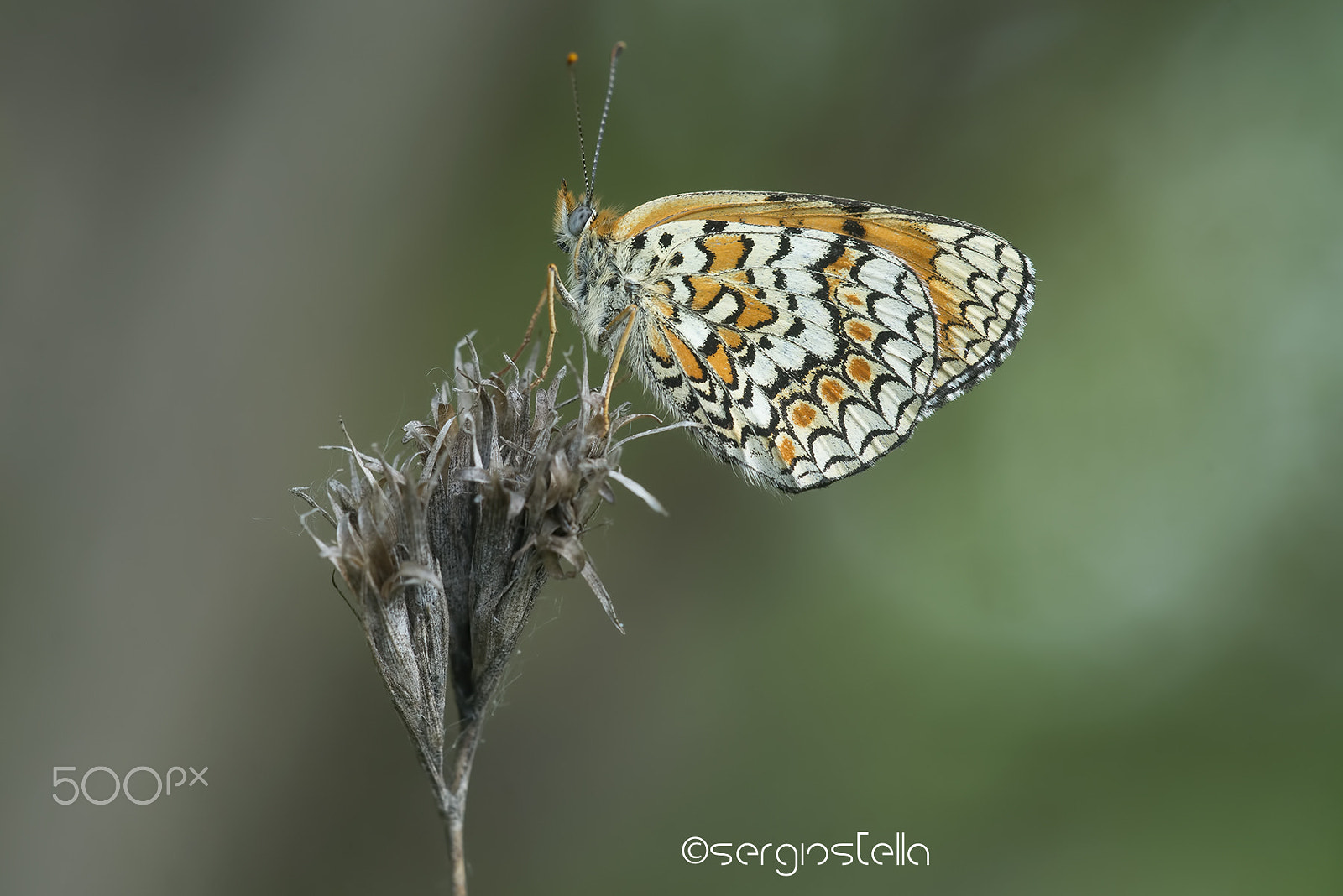 Sigma 150mm F2.8 EX DG Macro HSM sample photo. Phoebe______ photography