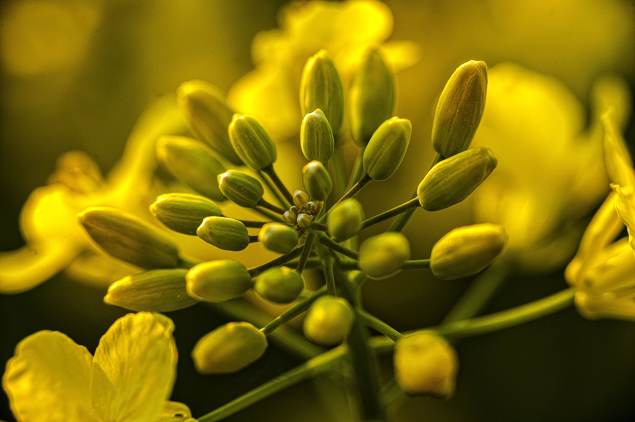 Nikon D700 + Sigma 85mm F1.4 EX DG HSM sample photo. Floral photography