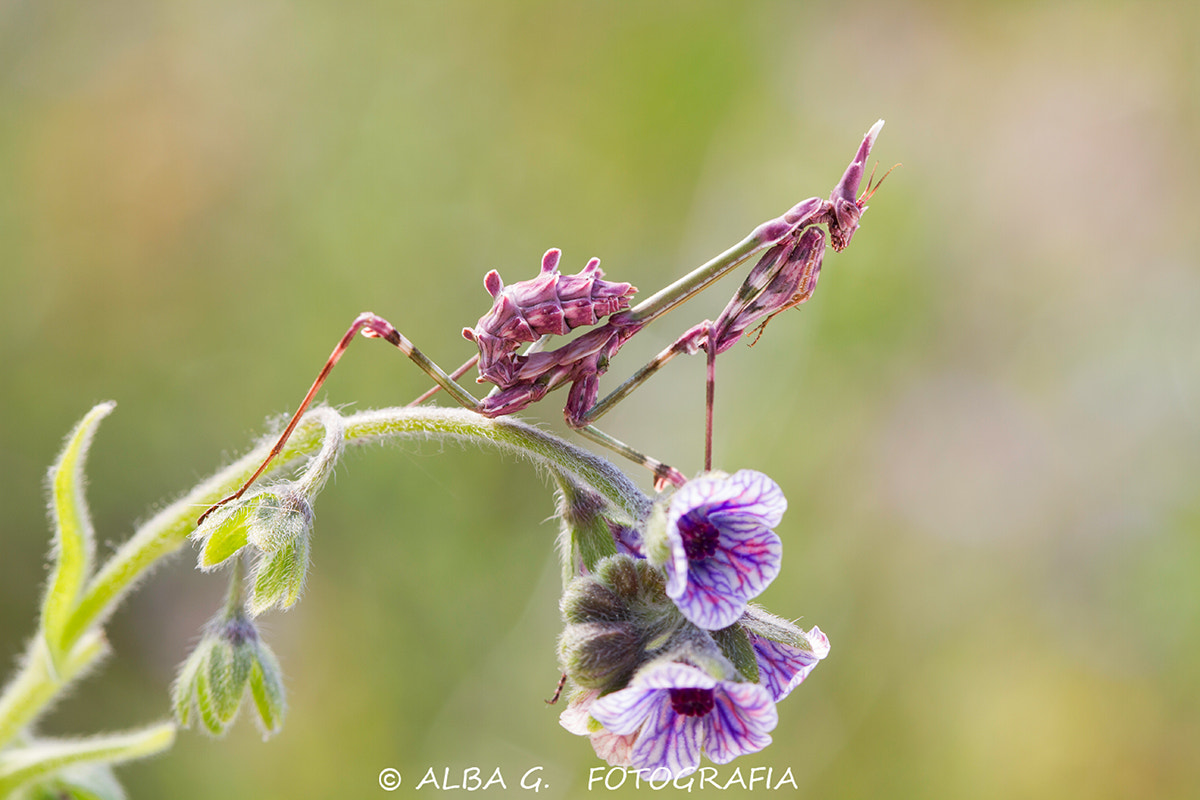 Canon EF 100mm F2.8 Macro USM sample photo. Rweb photography