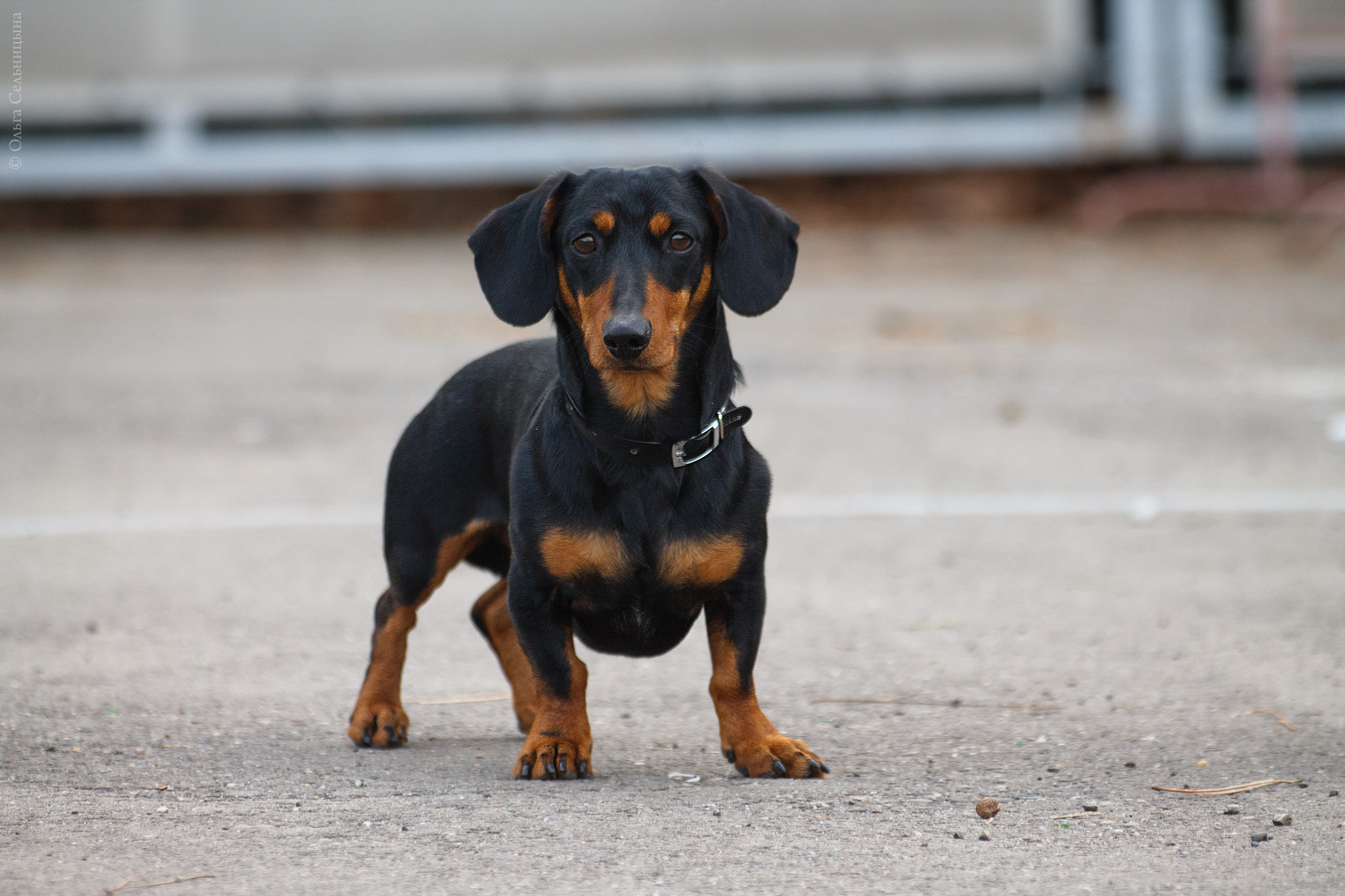 Canon EOS 1100D (EOS Rebel T3 / EOS Kiss X50) + Sigma 70-300mm F4-5.6 APO DG Macro sample photo. Dachshund roy photography