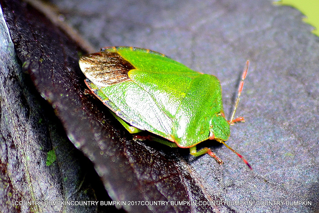 Sigma 70-300mm F4-5.6 APO DG Macro sample photo. Green shield bug photography