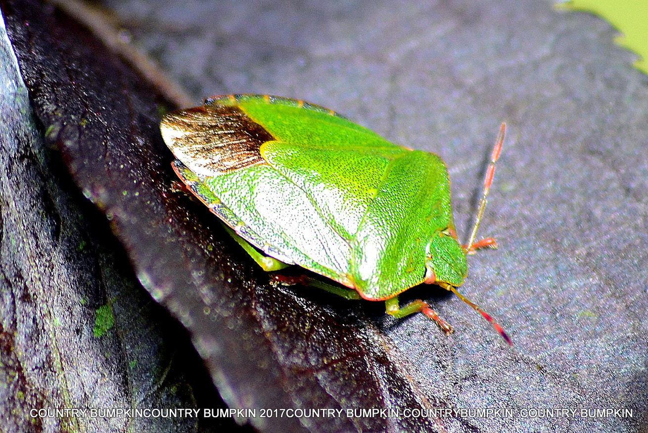 Nikon D3100 sample photo. Green shield bug photography