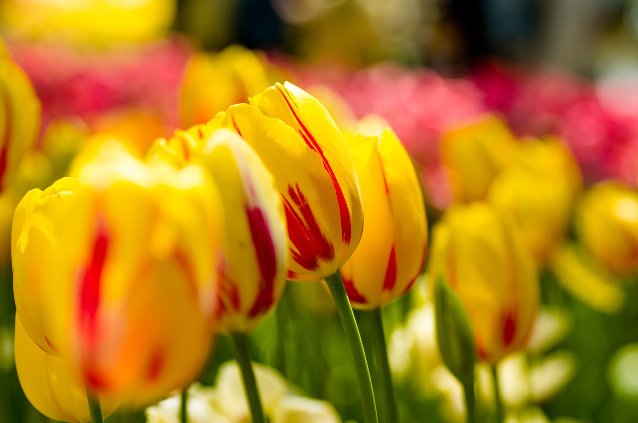 Pentax K-5 + Tamron SP AF 90mm F2.8 Di Macro sample photo. Yellow tulips photography