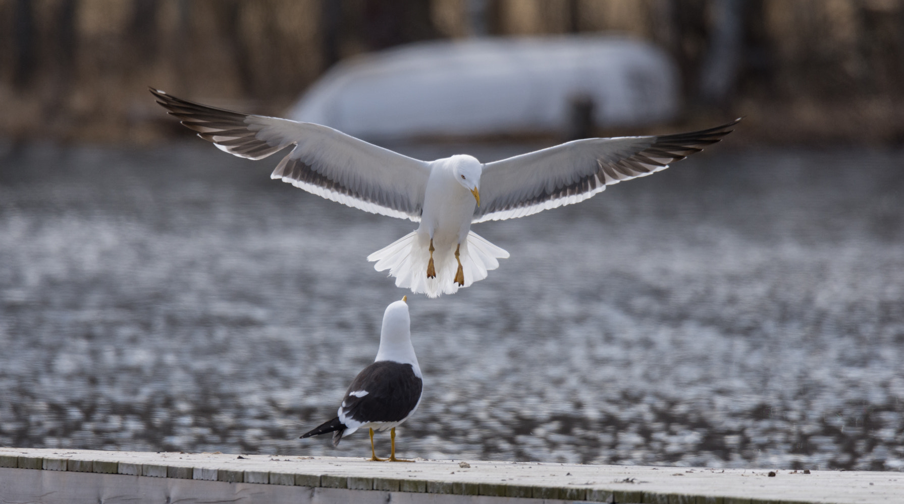 Sigma 50mm F2.8 EX DG Macro sample photo. Coming in for a landing photography