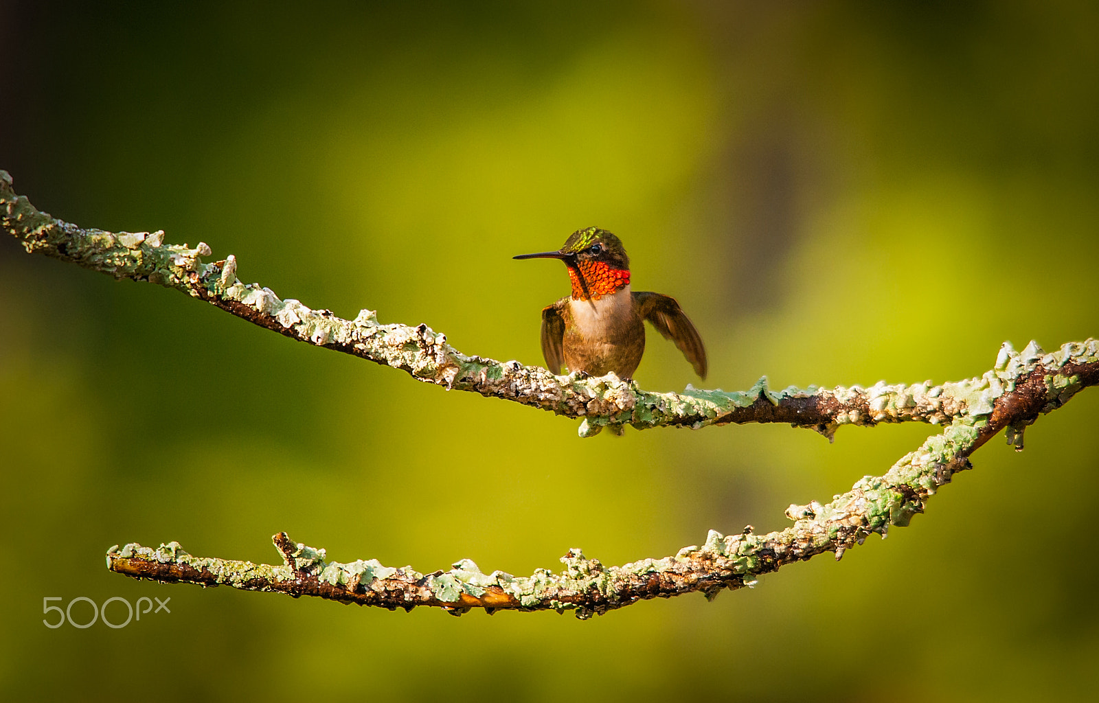 Nikon D200 + Sigma 150-500mm F5-6.3 DG OS HSM sample photo. Humming bird photography