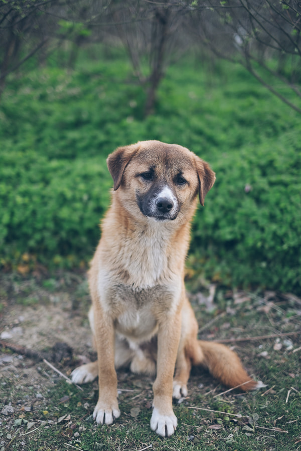 Fujifilm XF 35mm F1.4 R sample photo. Homeless dog photography