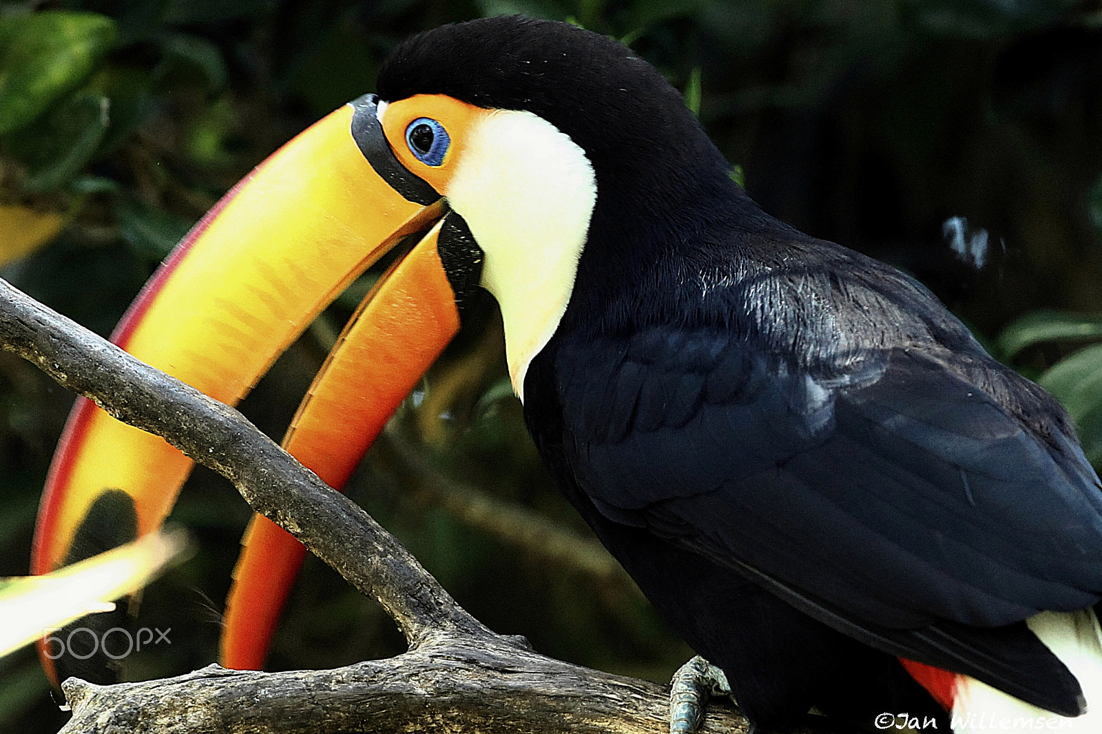 Canon EOS-1D Mark IV + Canon EF 300mm F2.8L IS II USM sample photo. Giant toucan photography