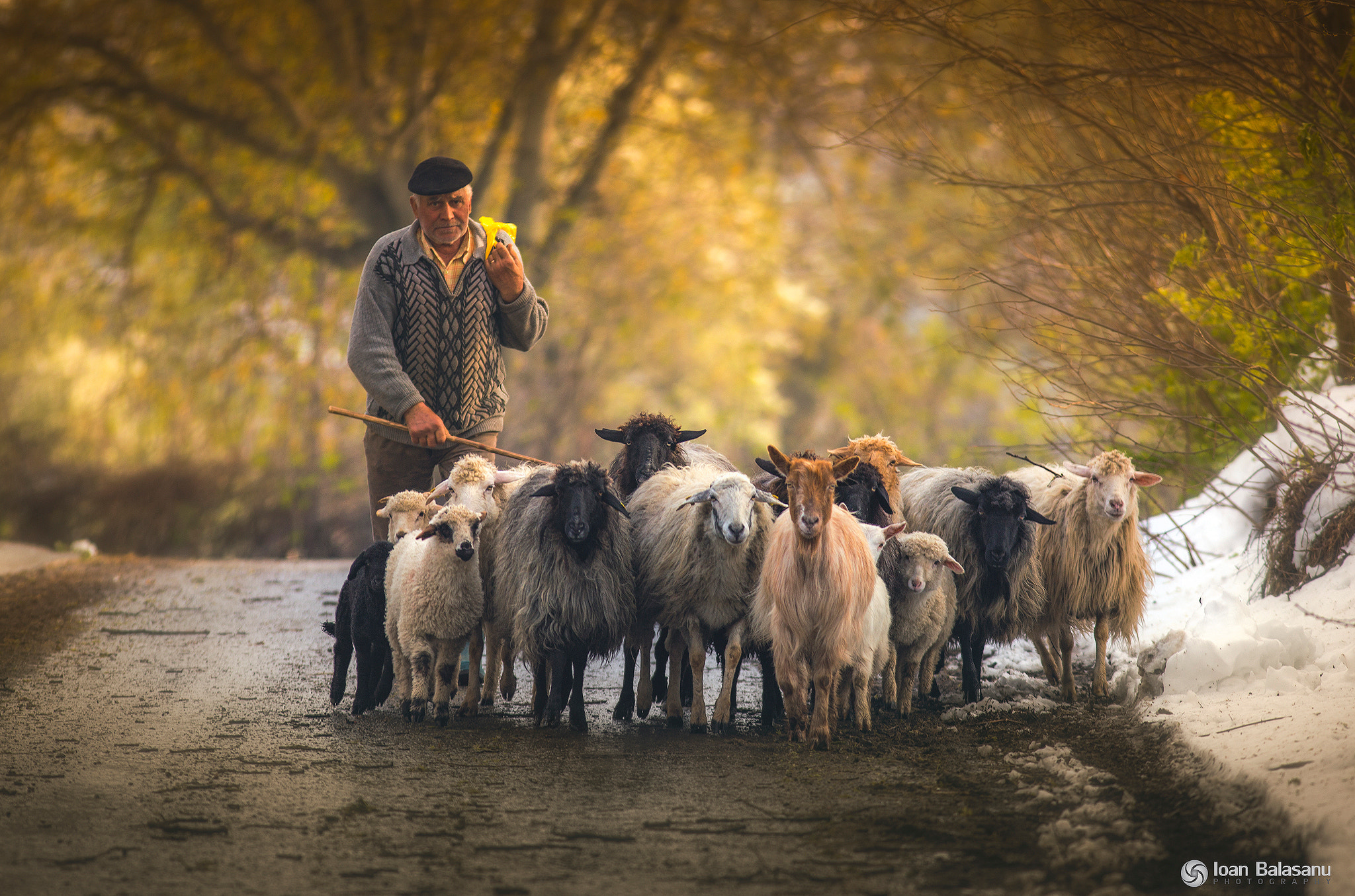 Canon EOS 6D + Canon EF 300mm F4L IS USM sample photo. Pastoral photography