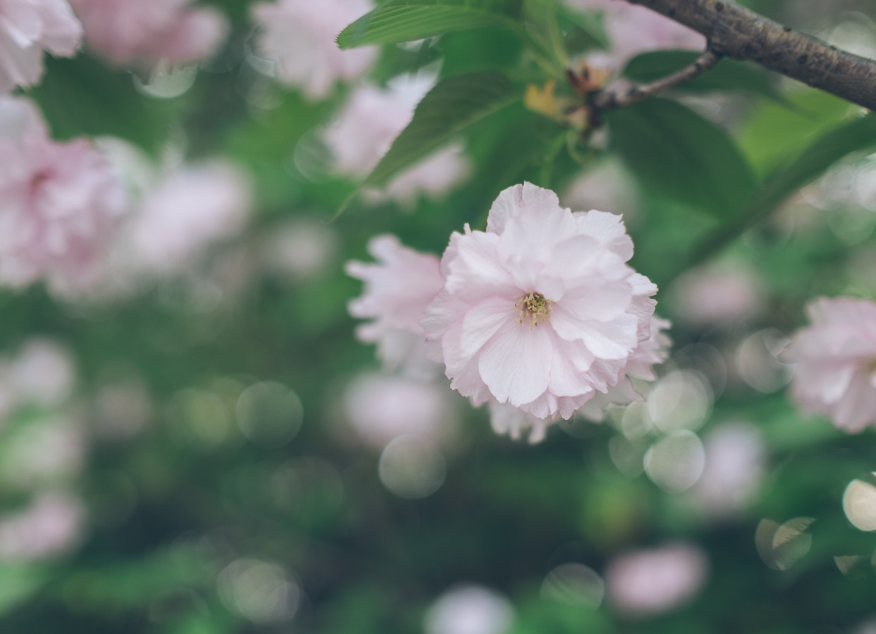 Fujifilm XF 23mm F1.4 R sample photo. Sakura photography