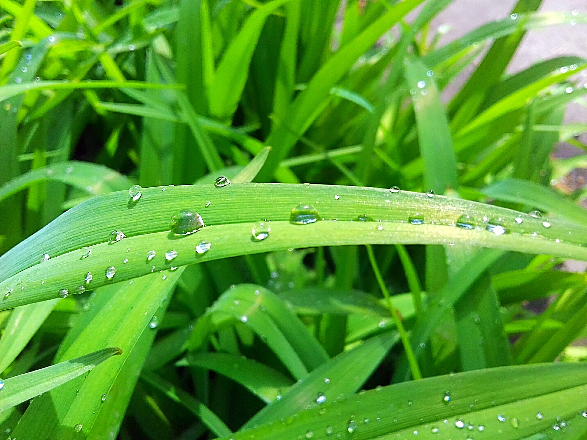 Samsung Galaxy J3 sample photo. Greens photography