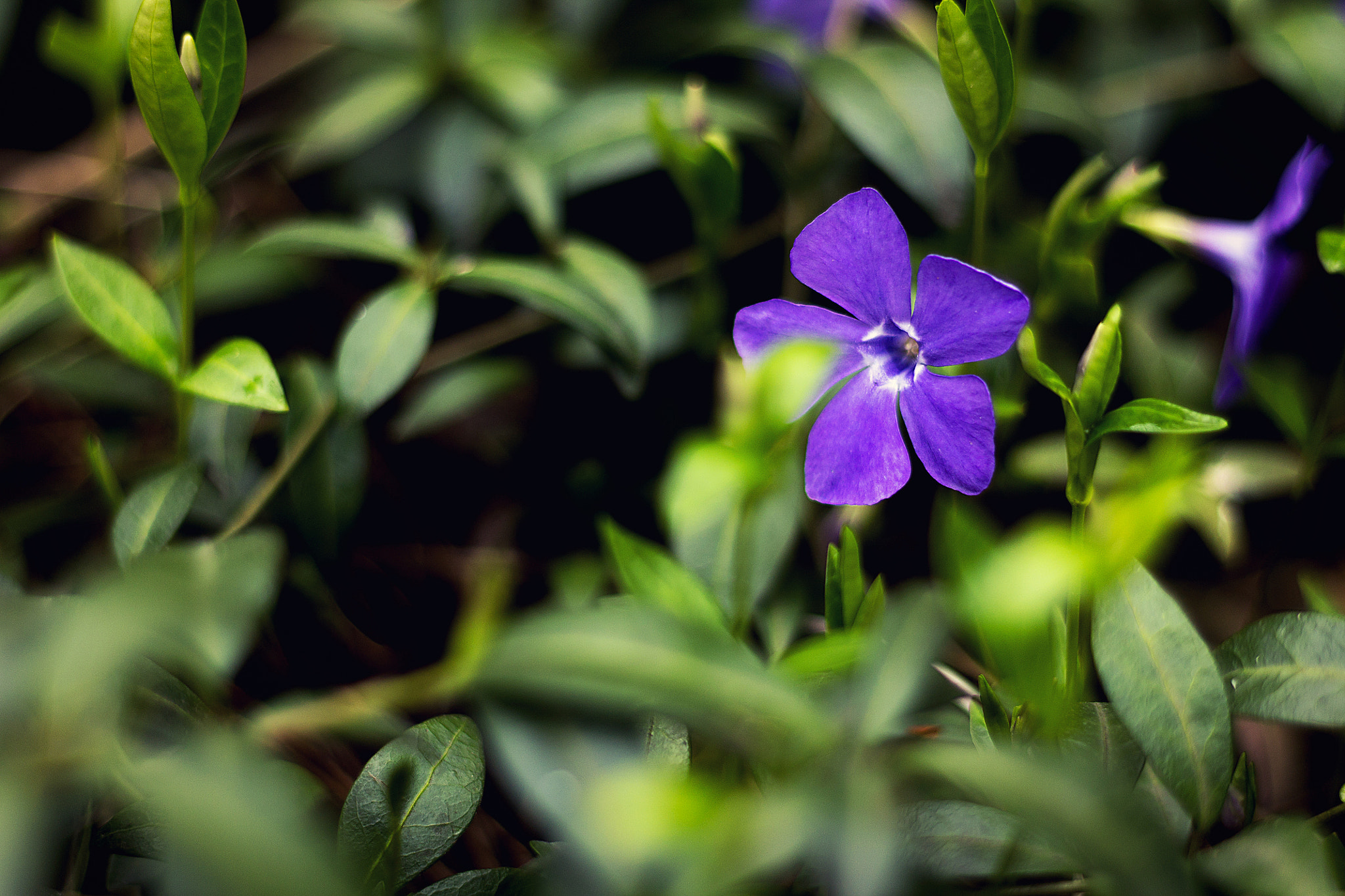 Canon EOS 1100D (EOS Rebel T3 / EOS Kiss X50) sample photo. Mg photography