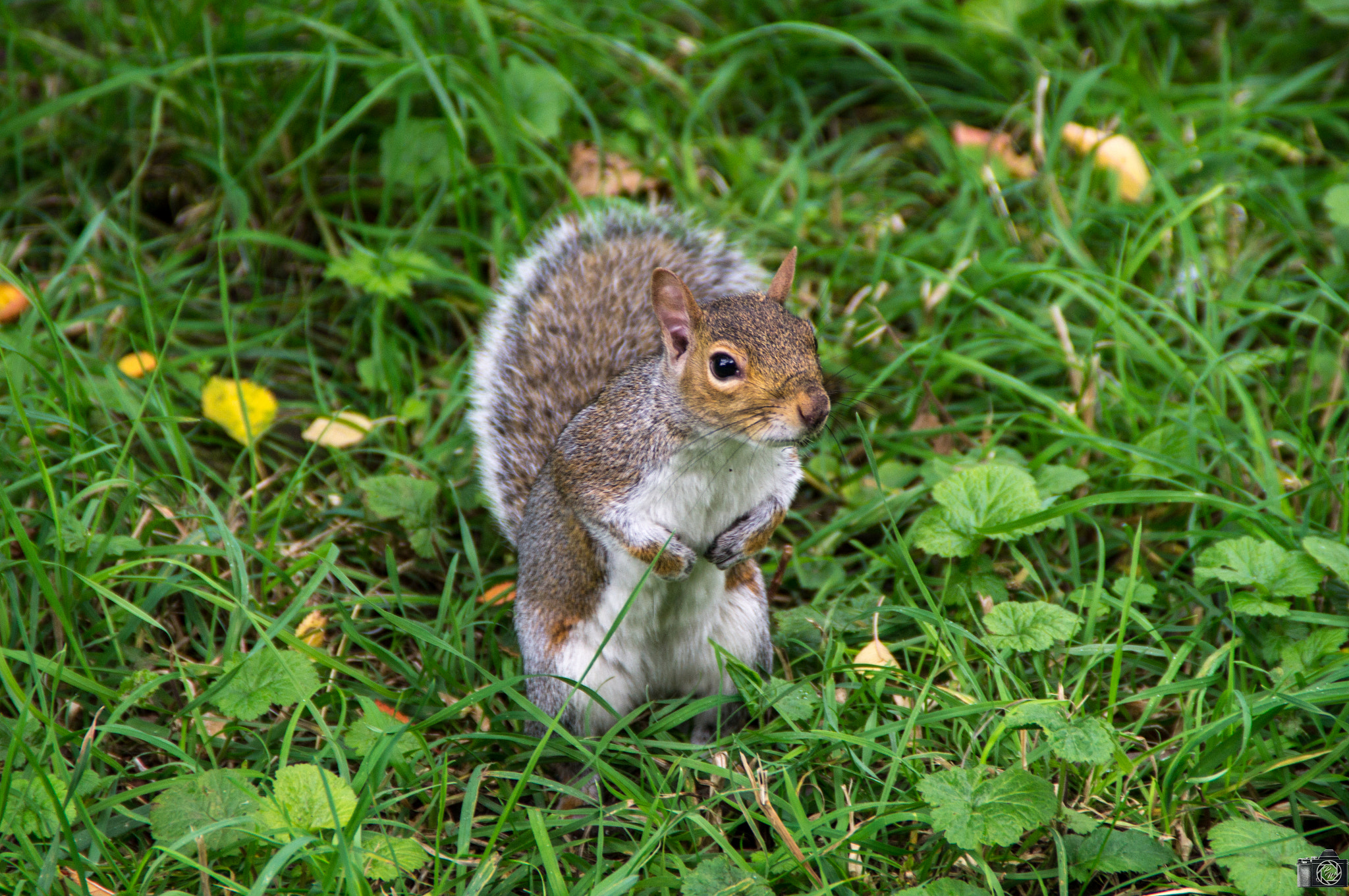 Sony SLT-A37 + Sony DT 18-200mm F3.5-6.3 sample photo. Squirrel photography