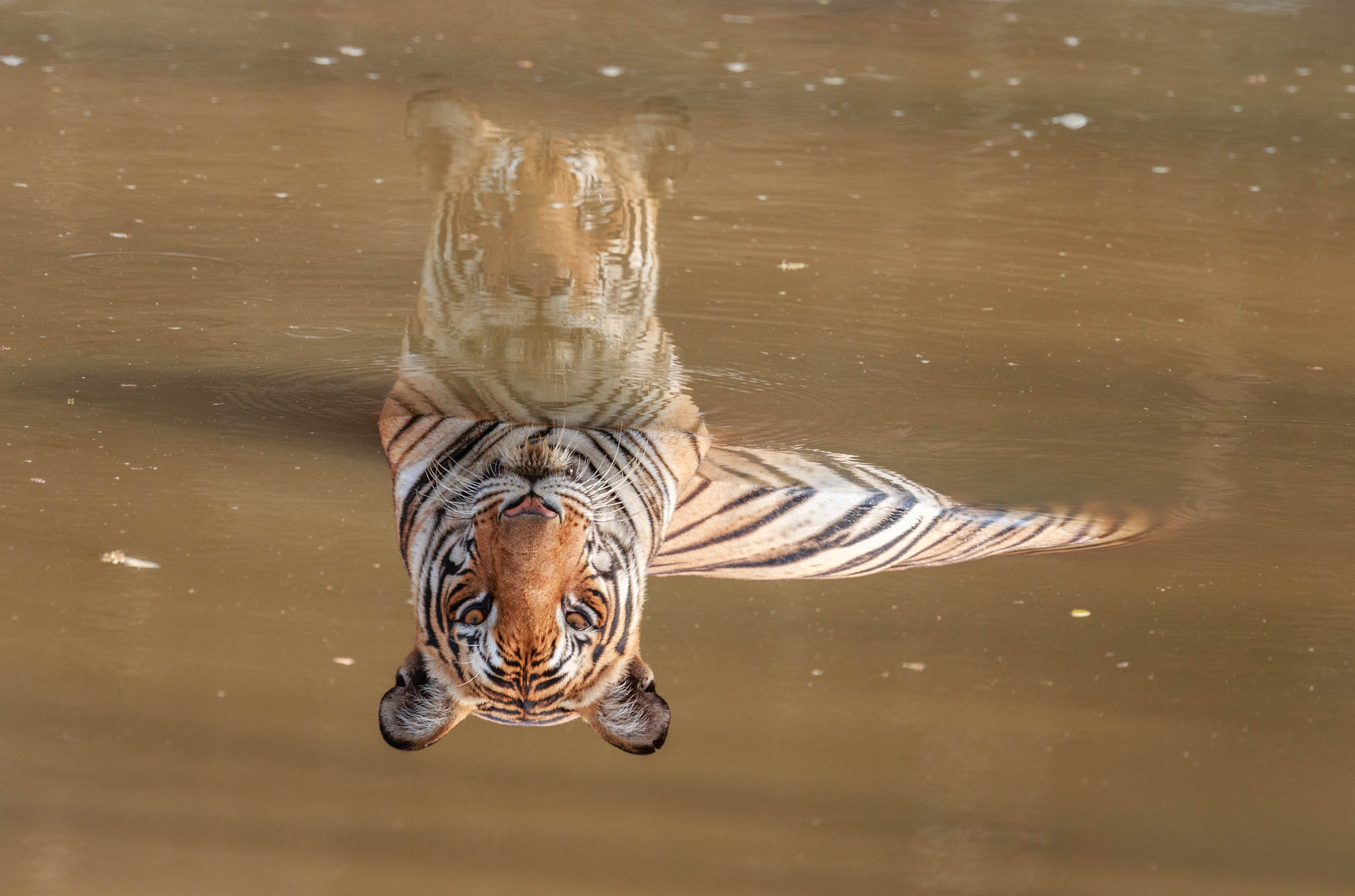 Canon EOS 70D sample photo. Perspective tiger photography