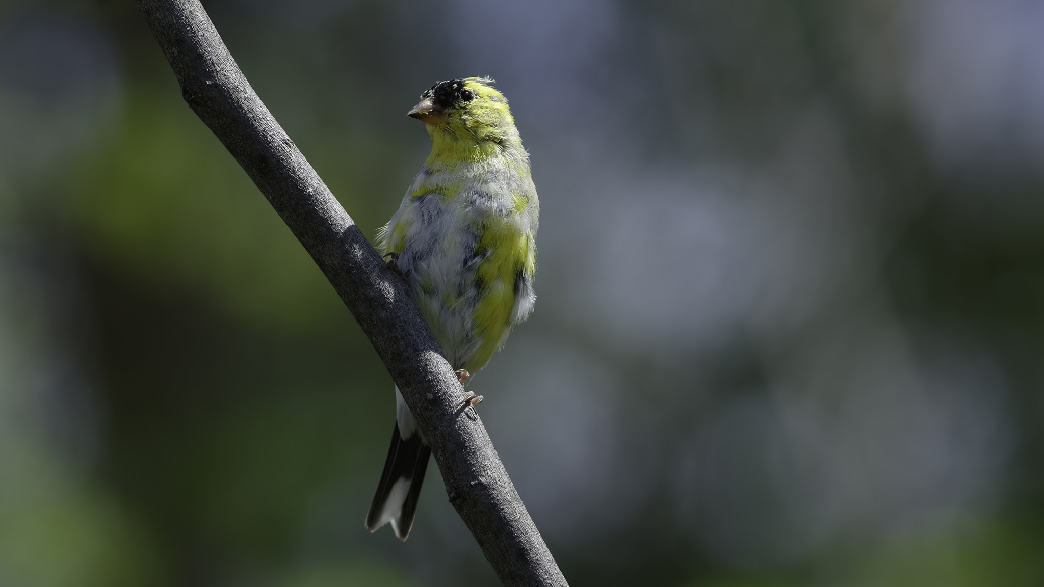 Nikon D7100 + Nikon AF-S Nikkor 300mm F4D ED-IF sample photo. After a rough winter you need new feathers photography