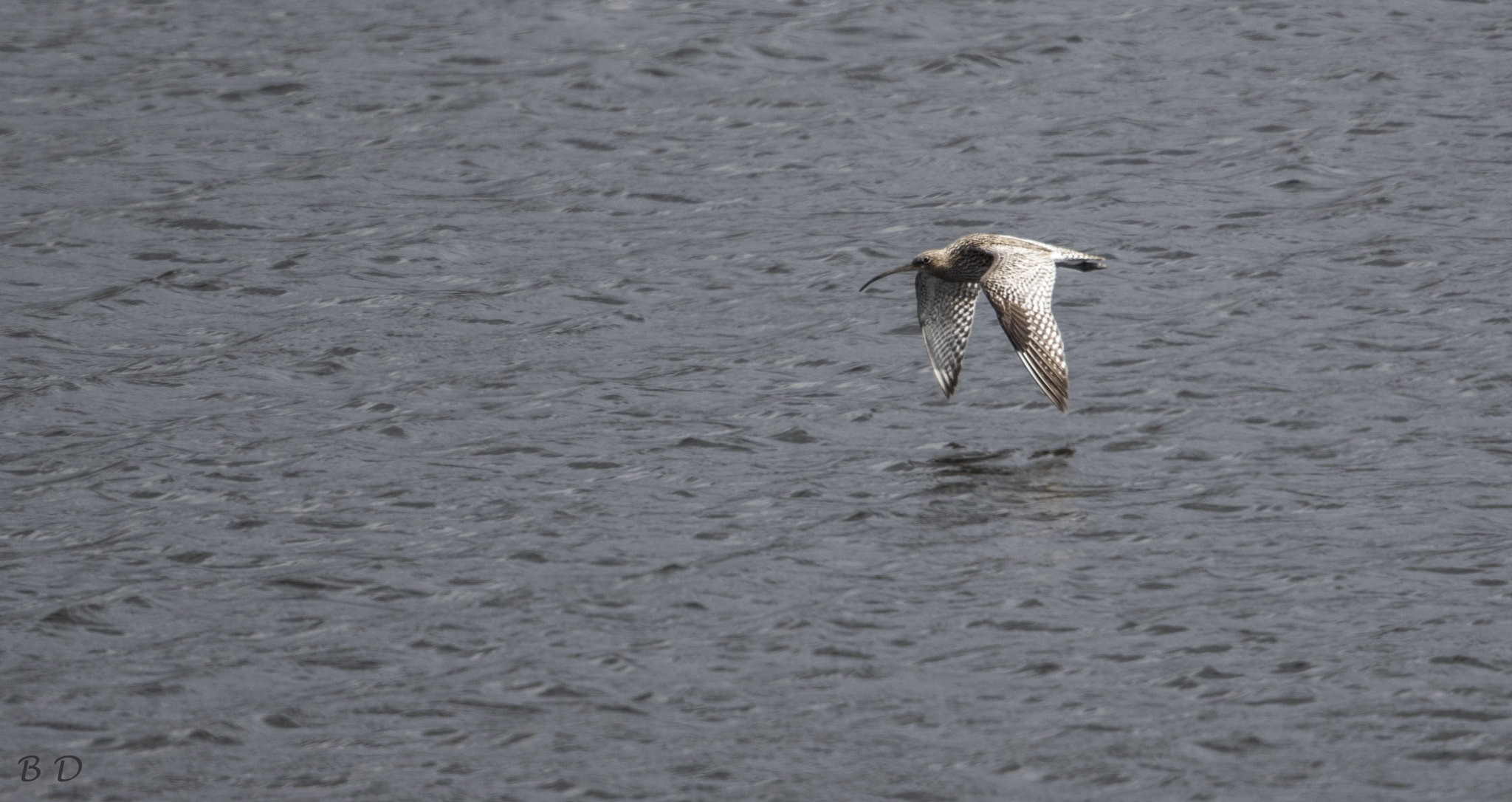 Canon EF 500mm F4L IS USM sample photo. Curlew photography