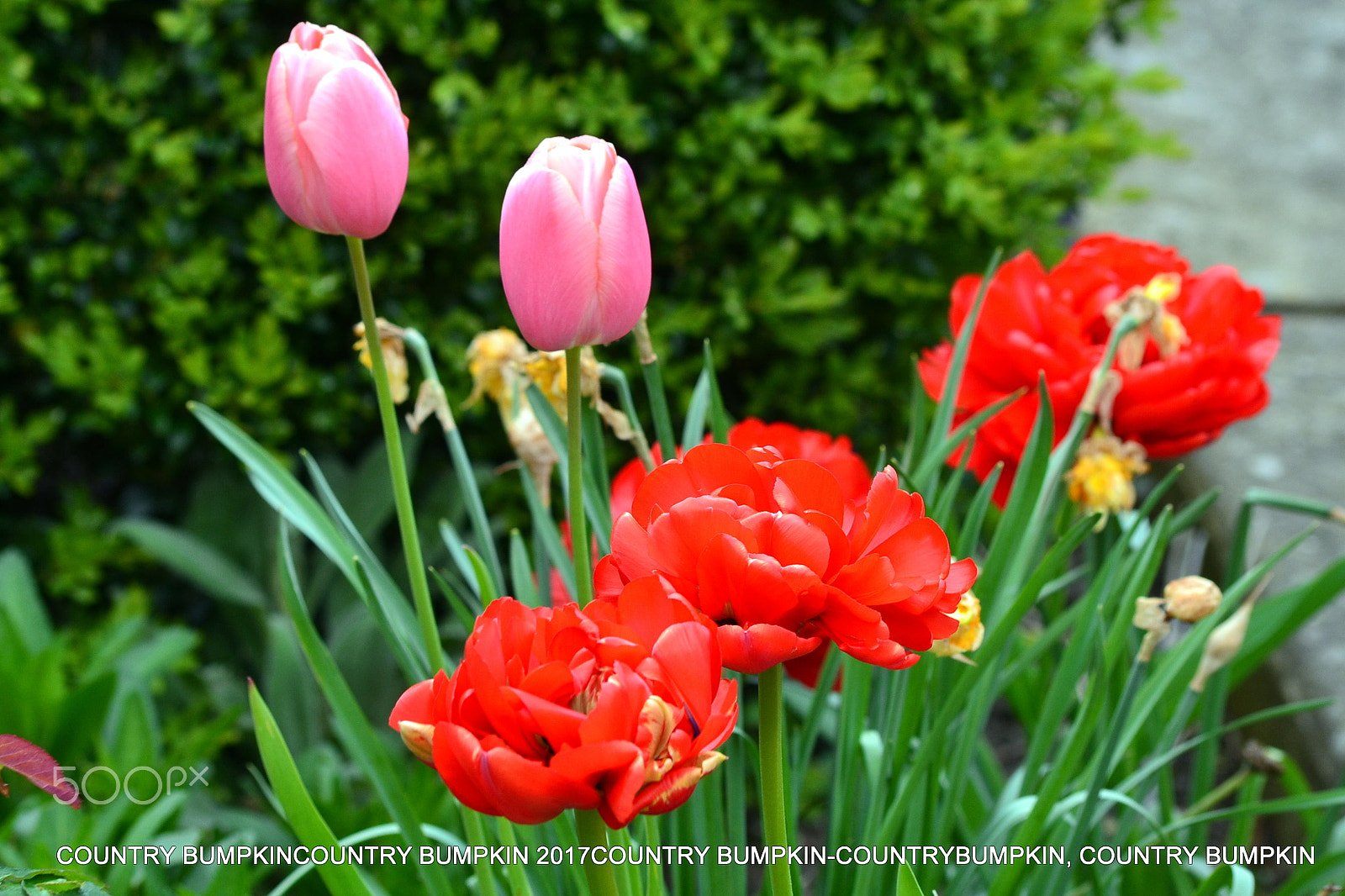 Nikon D3100 sample photo. Tulips photography