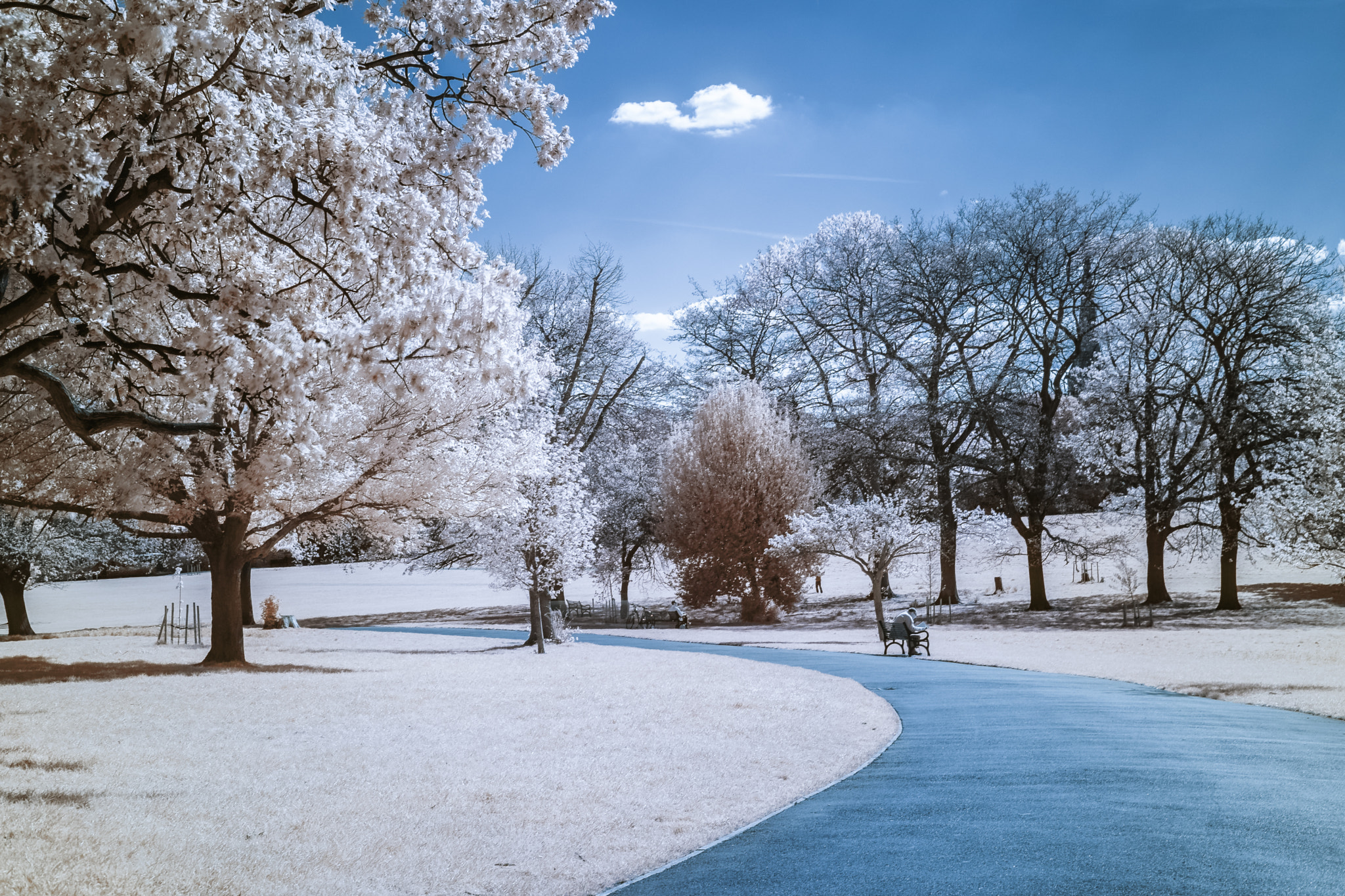 Fujifilm X-Pro2 + Fujifilm XF 35mm F2 R WR sample photo. Infrared park photography