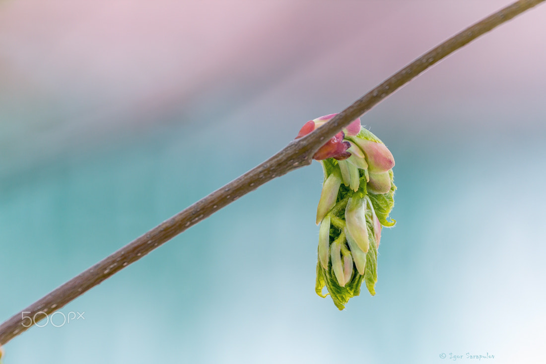 Canon EF 70-300mm F4-5.6L IS USM sample photo. Blossoming buds photography
