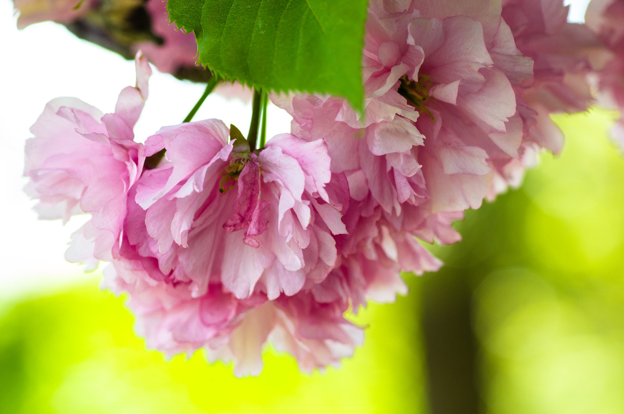 Pentax K-5 sample photo. Cherry pink blossom photography