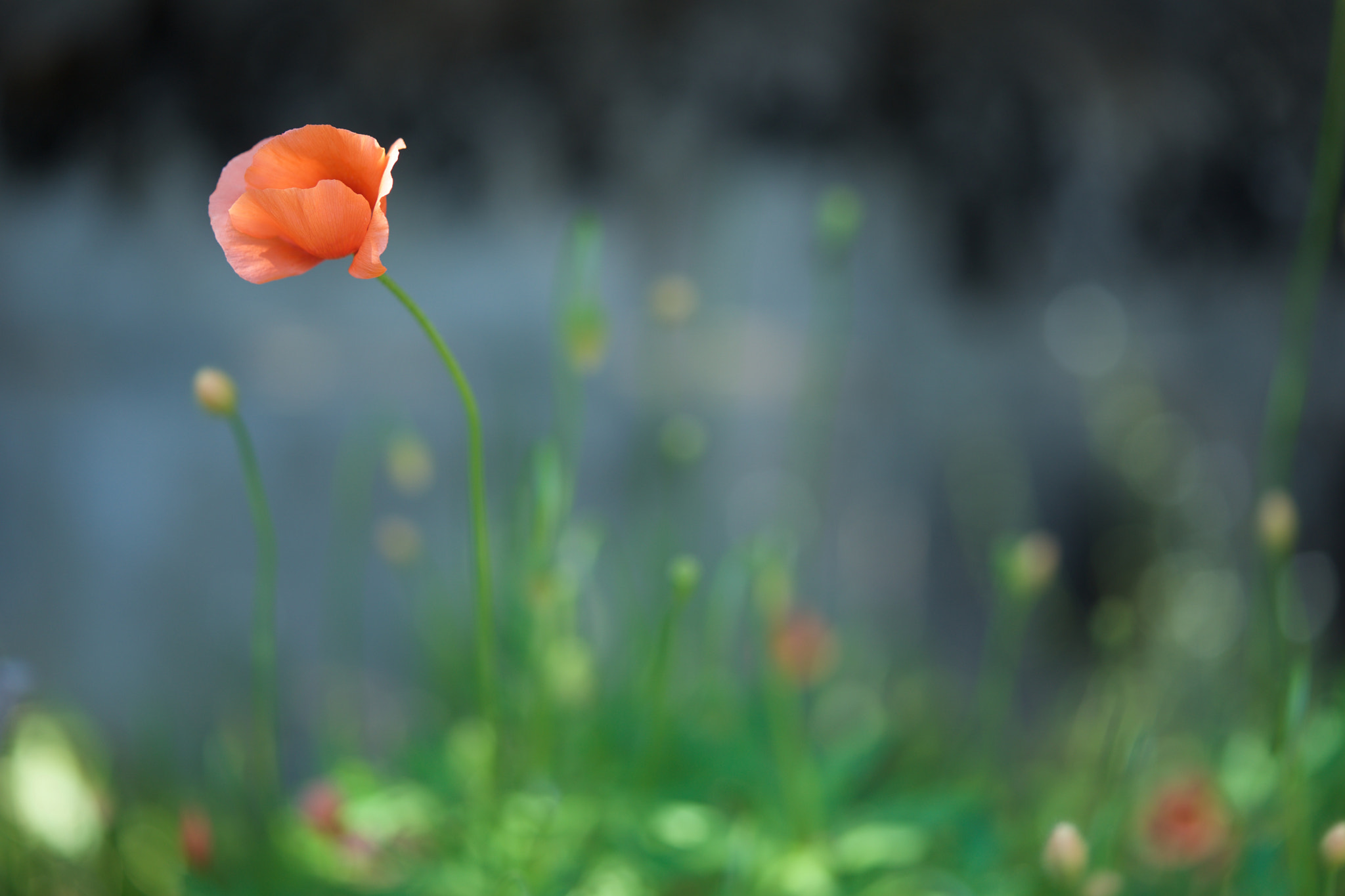 Sony a7 + Sony FE 90mm F2.8 Macro G OSS sample photo. Flowers 4882 photography