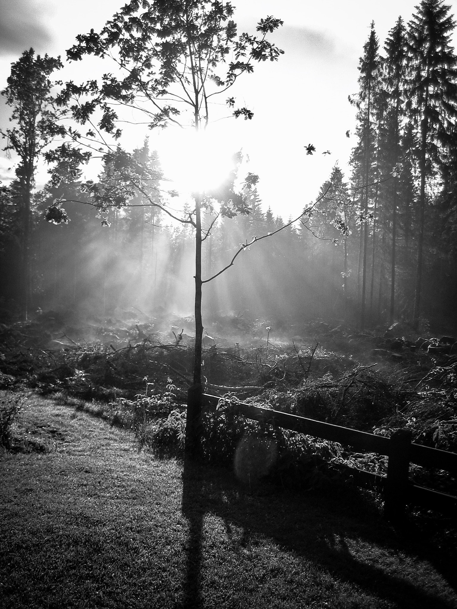 Canon DIGITAL IXUS 40 sample photo. Rays from the sun photography