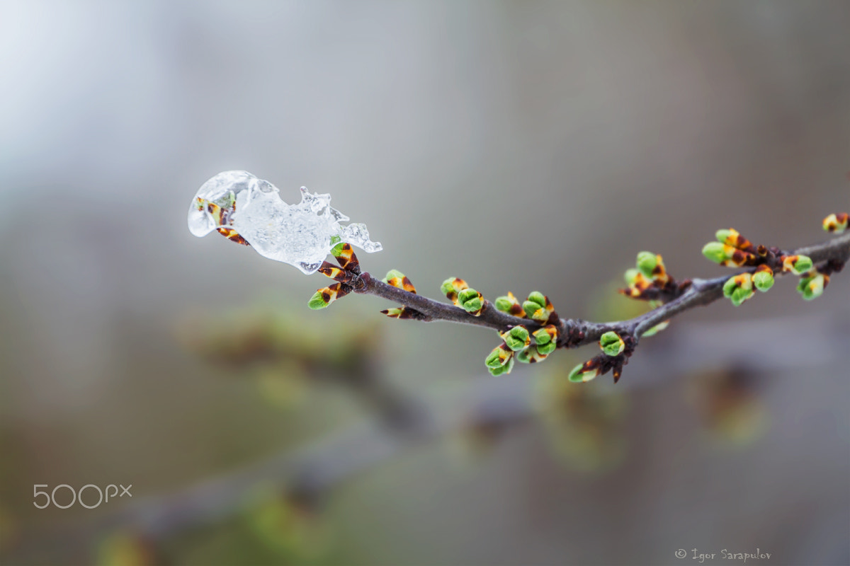 Canon EF 70-300mm F4-5.6L IS USM sample photo. Frozen spring photography