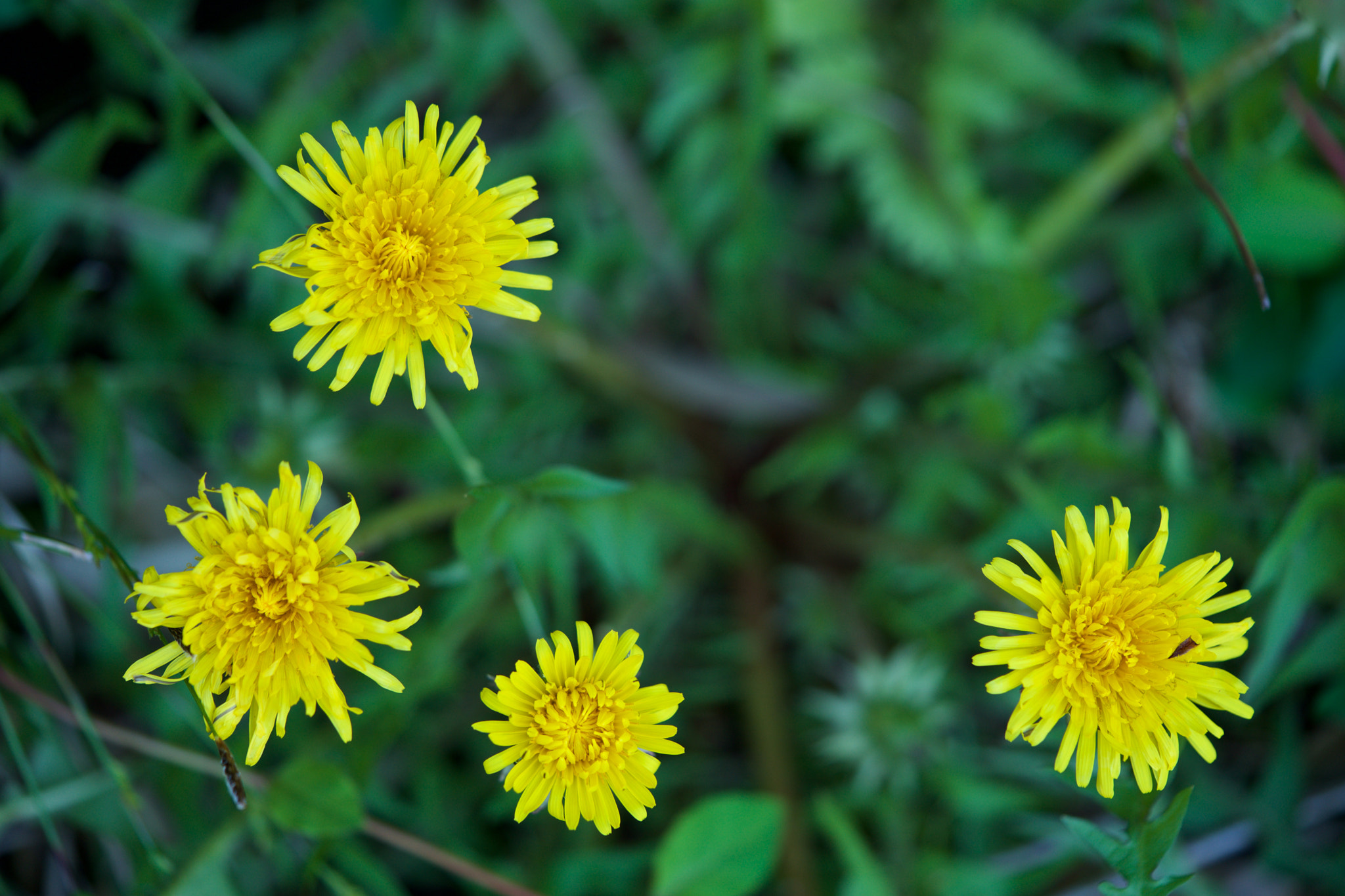 Sony a7 + Sony FE 90mm F2.8 Macro G OSS sample photo. Flowers 4884 photography