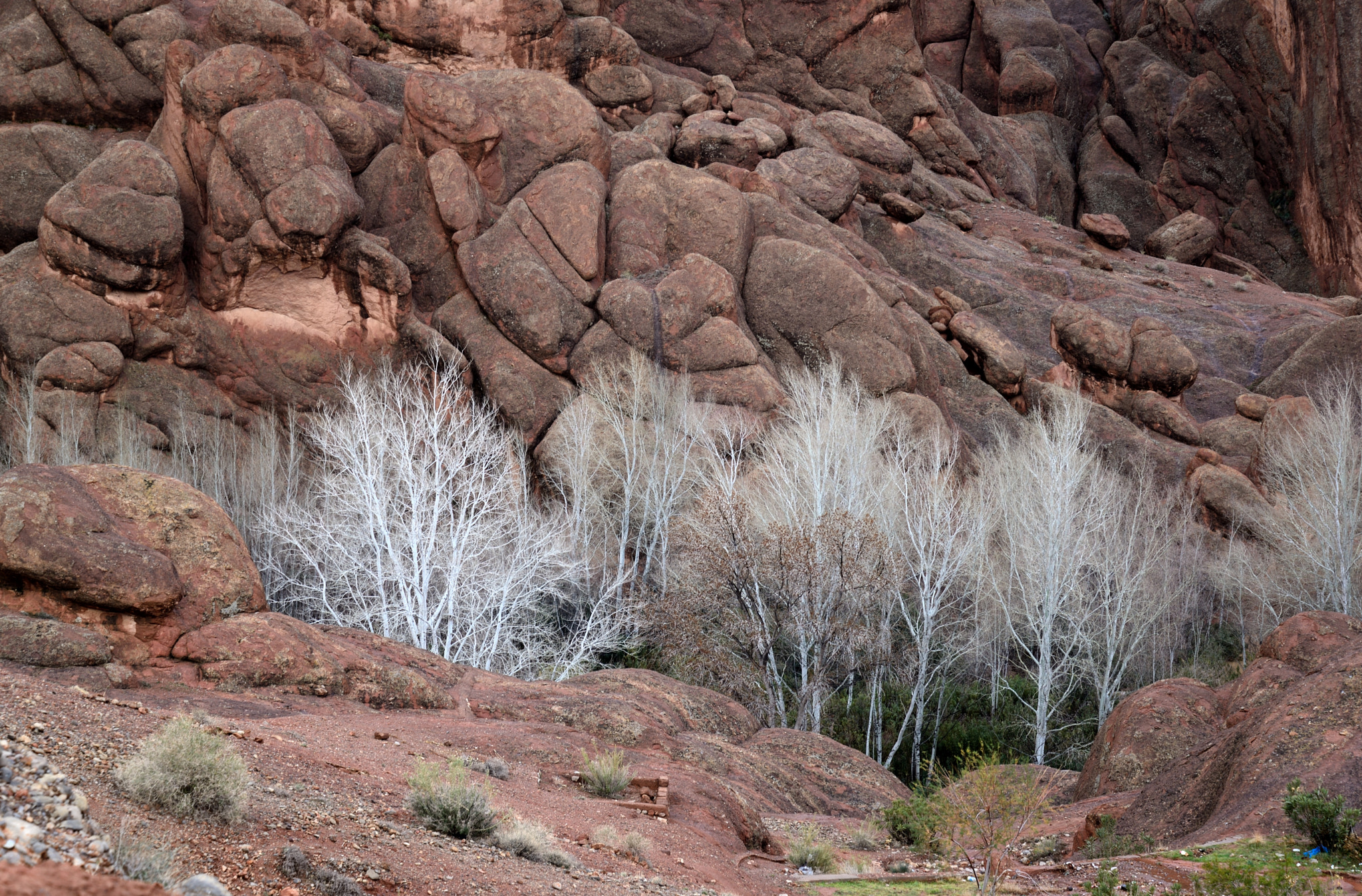Nikon D600 sample photo. White trees photography