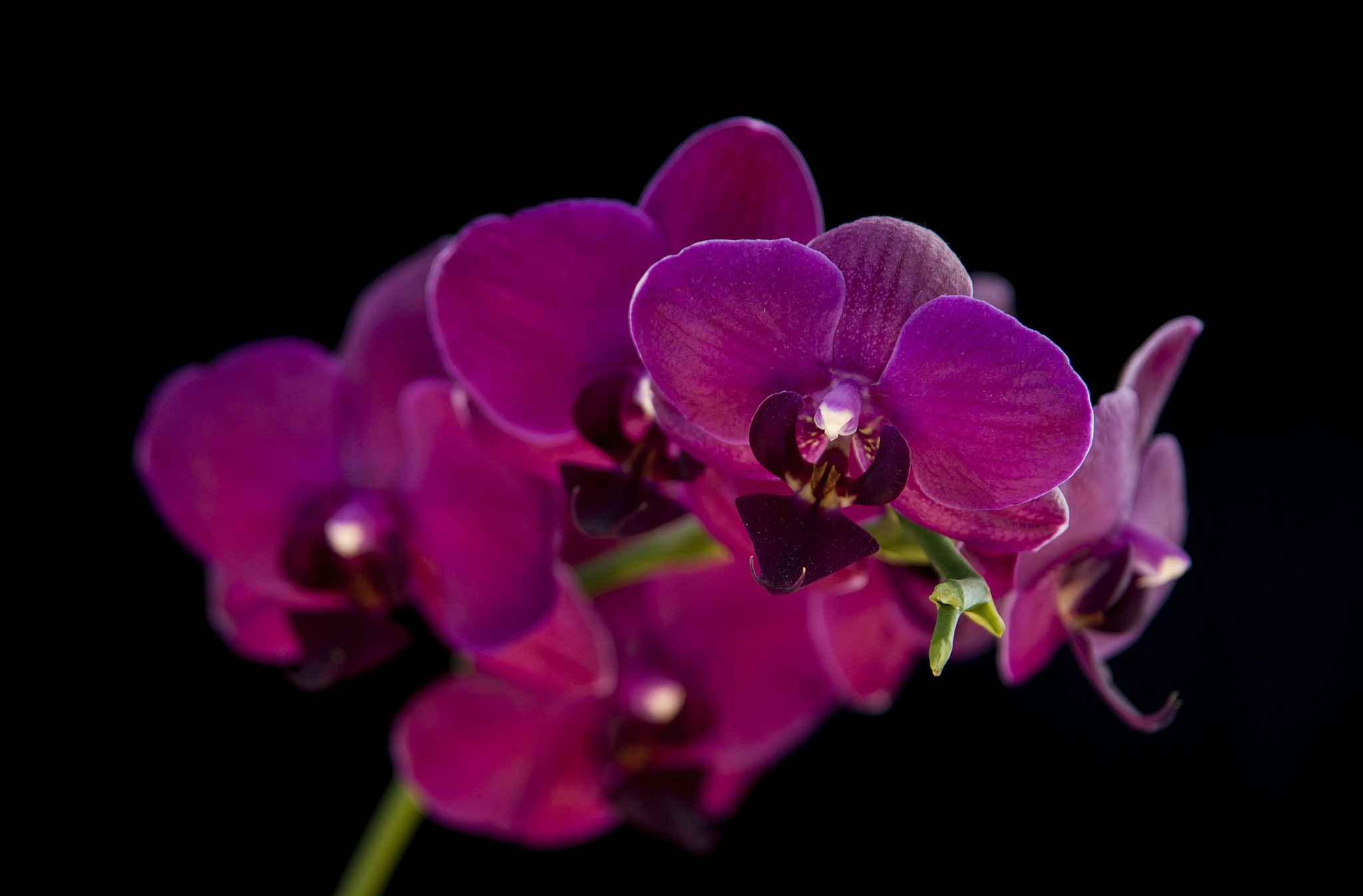 Pentax K10D sample photo. Orchid photography