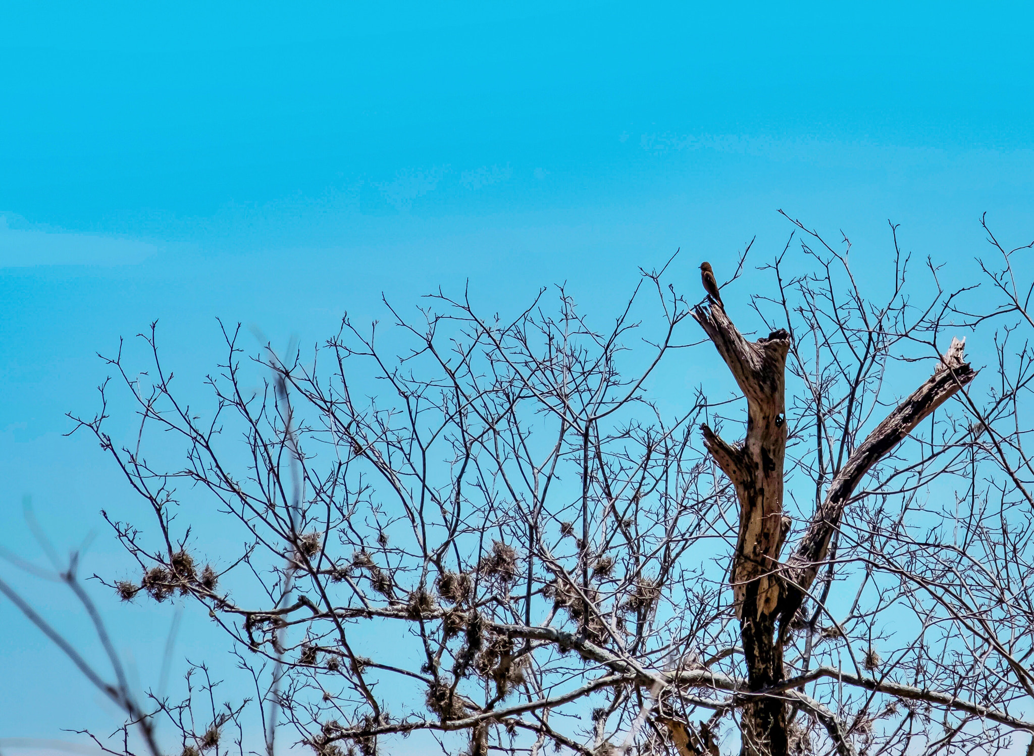 Fujifilm X-T2 + Fujifilm XF 18-135mm F3.5-5.6 R LM OIS WR sample photo. Little bird (2) photography