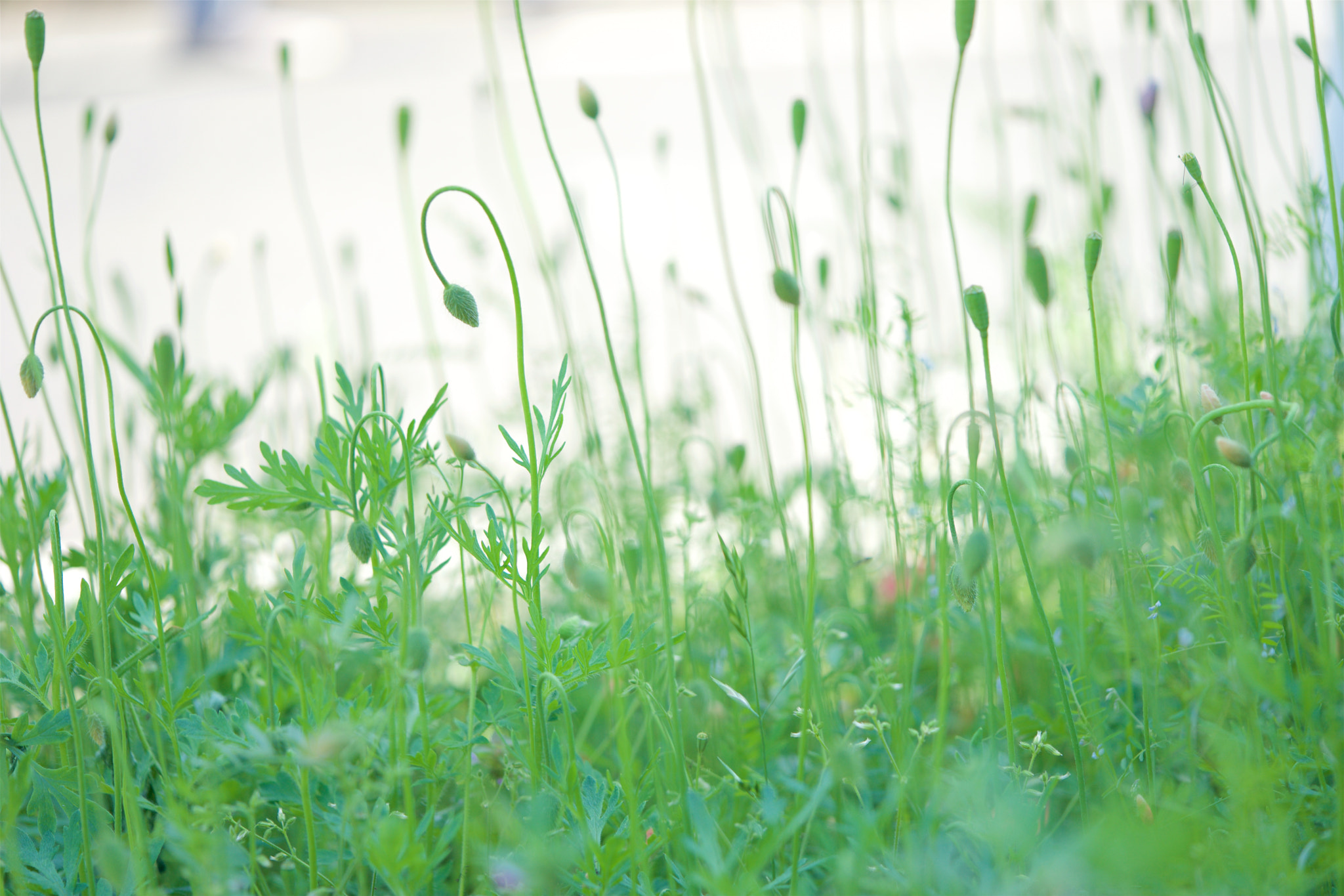 Sony FE 90mm F2.8 Macro G OSS sample photo. Flowers 4885 photography