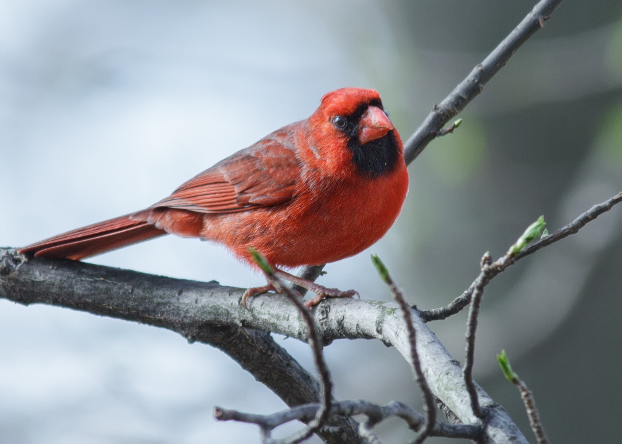 Sigma 150-500mm F5-6.3 DG OS HSM sample photo. Northern cardinal photography