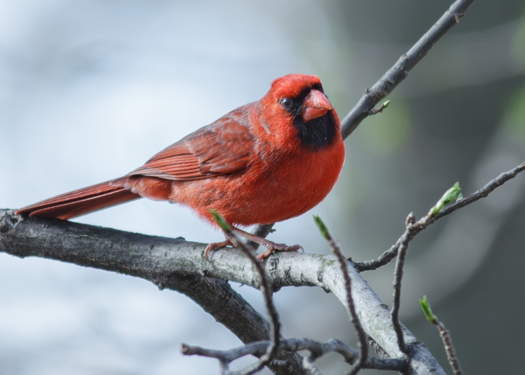 Canon EOS 60D + Sigma 150-500mm F5-6.3 DG OS HSM sample photo. Northern cardinal photography