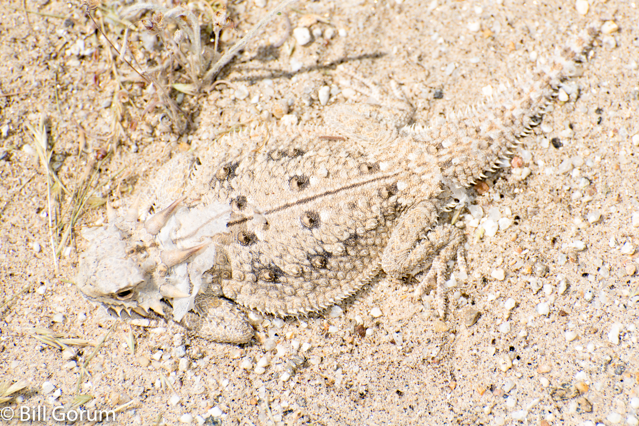 Nikon D750 sample photo. Flat-tailed horned lizard photography
