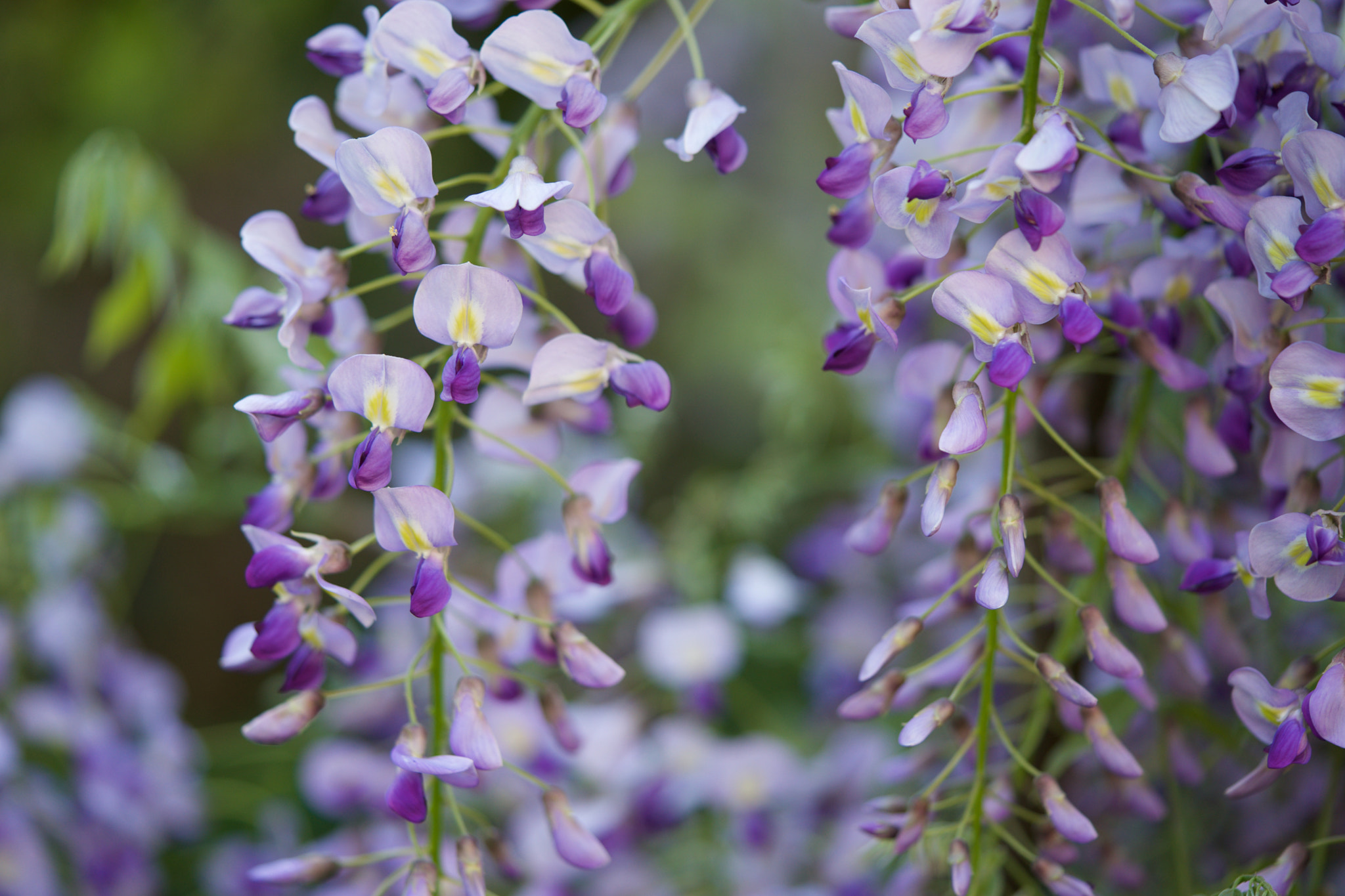 Sony a7 + Sony FE 90mm F2.8 Macro G OSS sample photo. Flowers 4886 photography