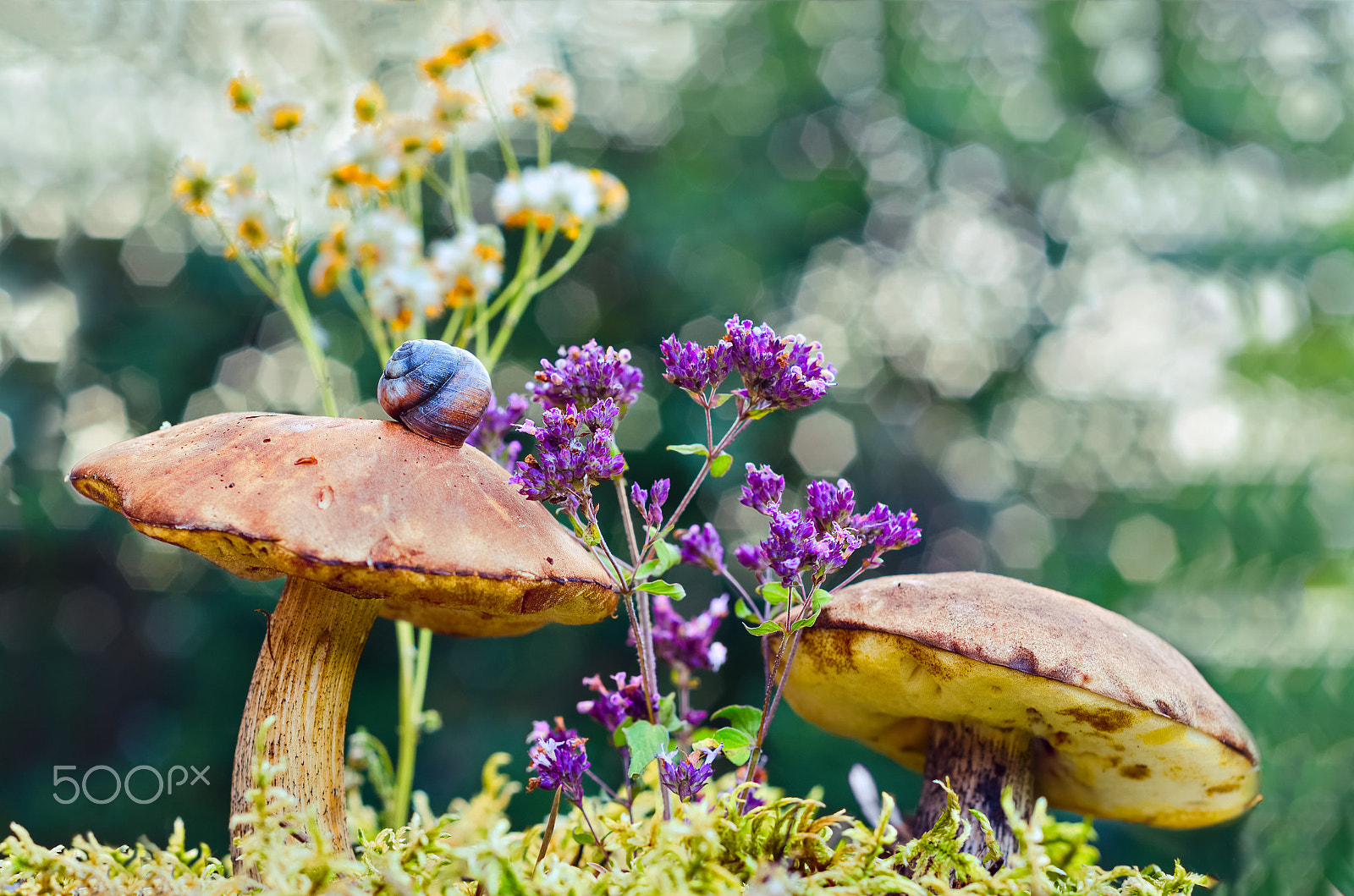 Nikon AF Nikkor 50mm F1.8D sample photo. Natural background with mushrooms and snail photography