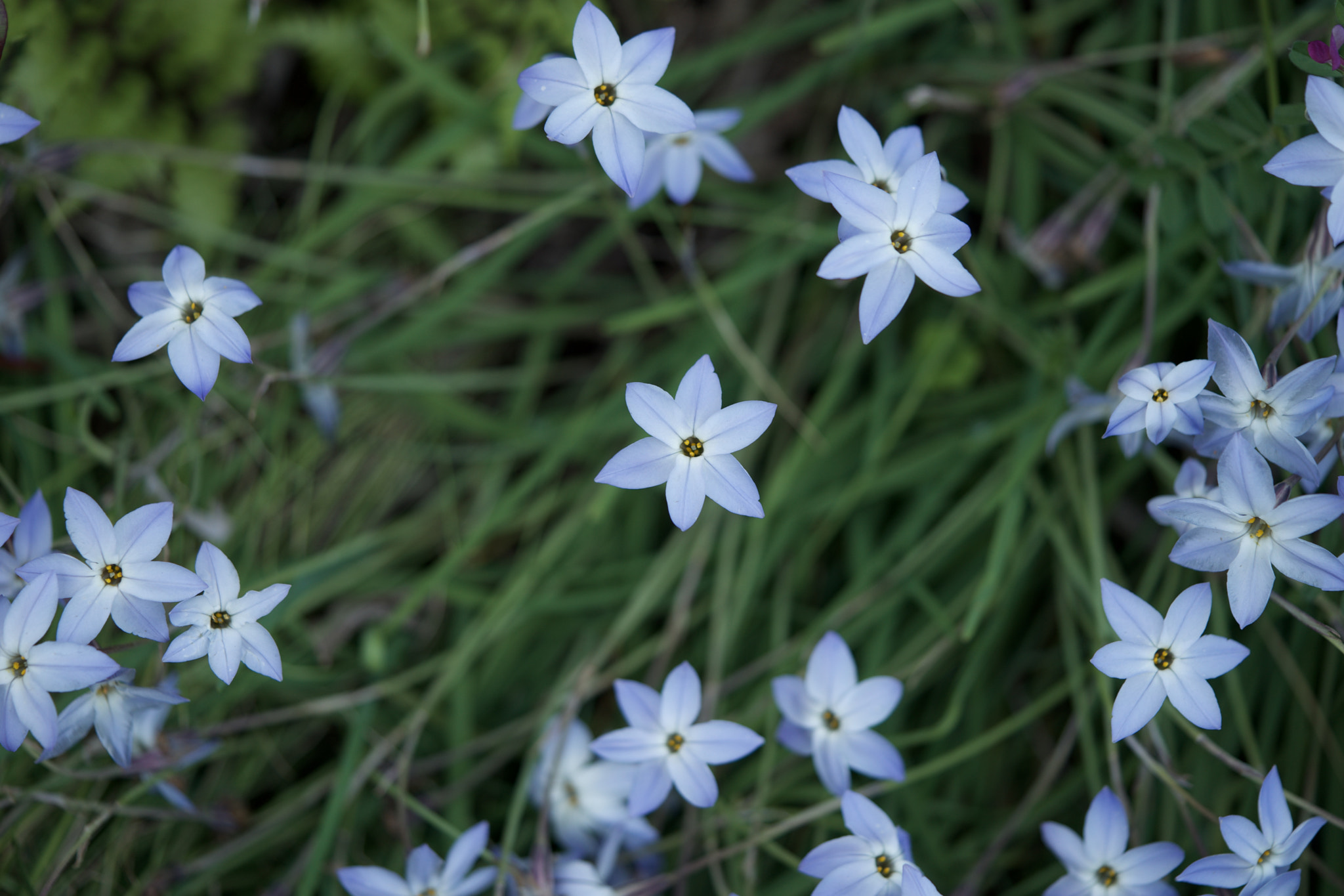 Sony FE 90mm F2.8 Macro G OSS sample photo. Flowers 4887 photography