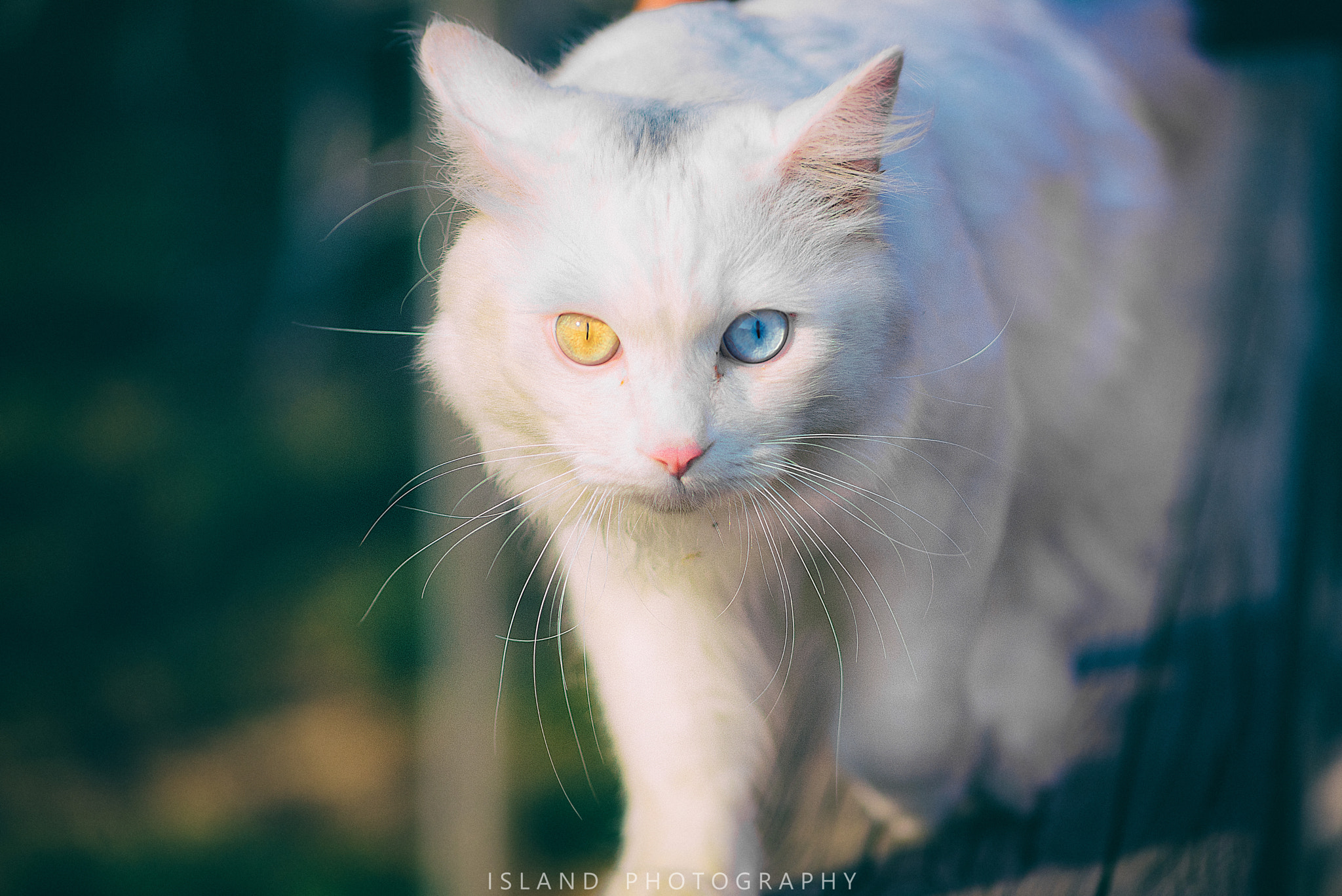 Nikon D750 + AF Nikkor 70-210mm f/4-5.6D sample photo. Lite photography