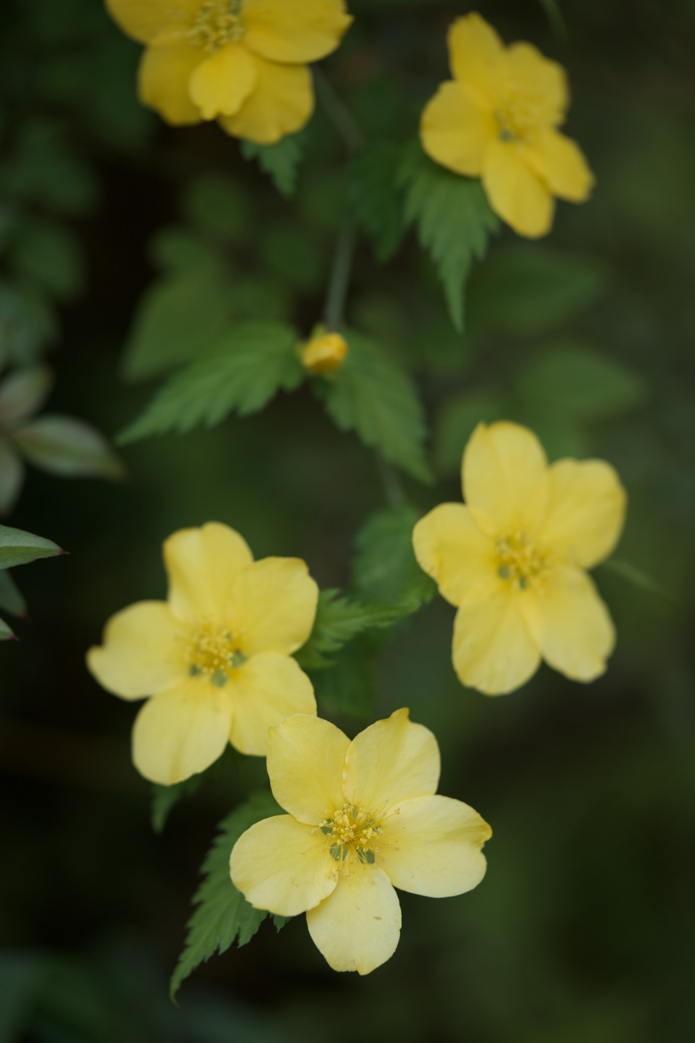 Sony a7 + Sony FE 90mm F2.8 Macro G OSS sample photo. Flowers 4888 photography