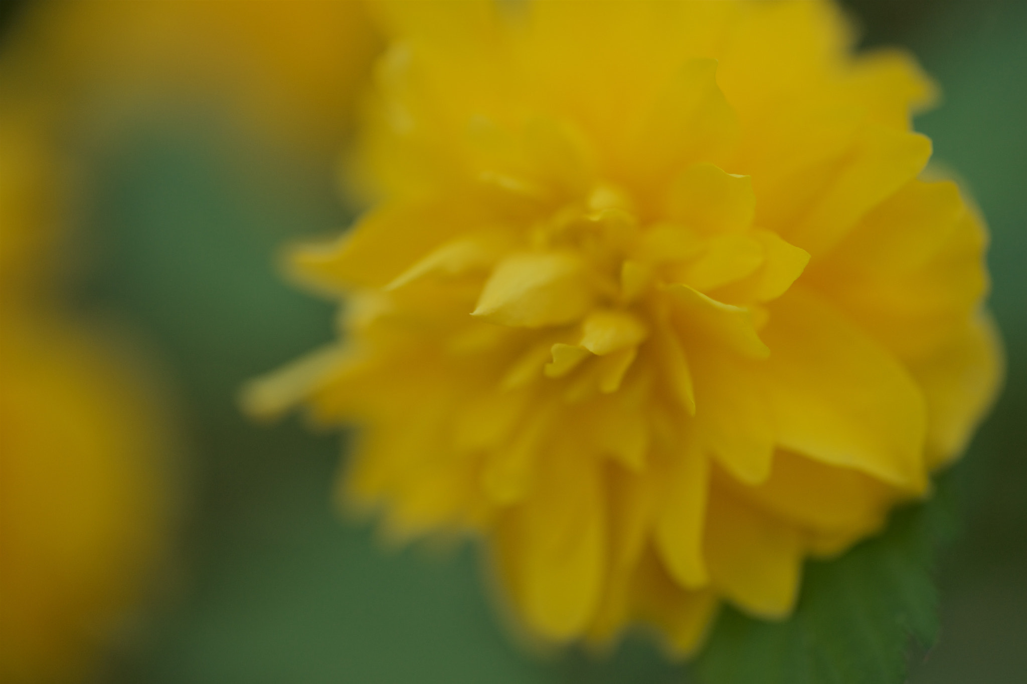 Sony FE 90mm F2.8 Macro G OSS sample photo. Flowers 4889 photography