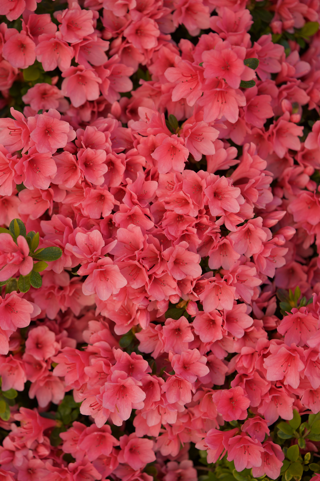 Sony FE 90mm F2.8 Macro G OSS sample photo. Flowers 4890 photography