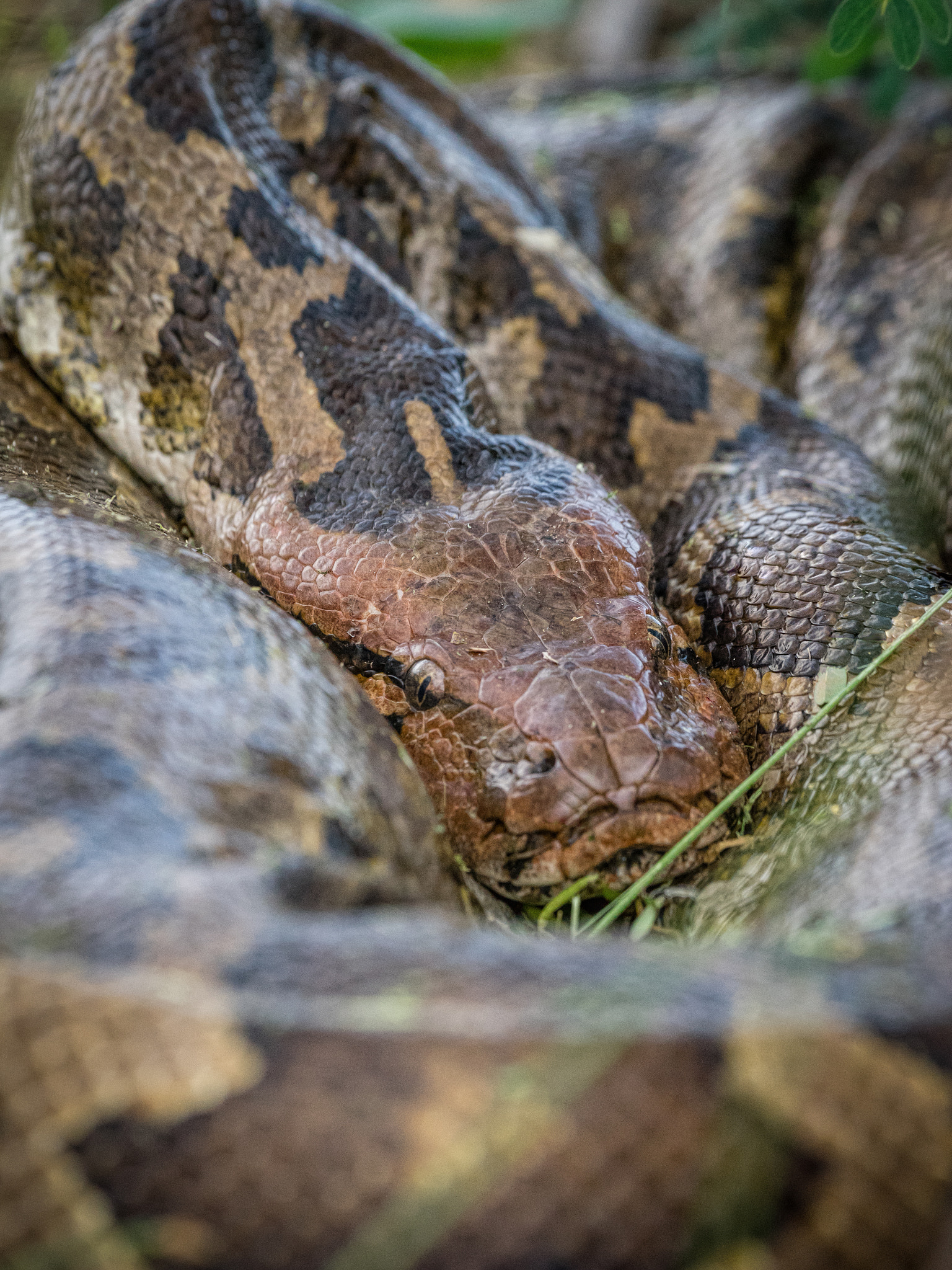 Sony 70-300mm F4.5-5.6 G SSM sample photo. Indian rock python photography